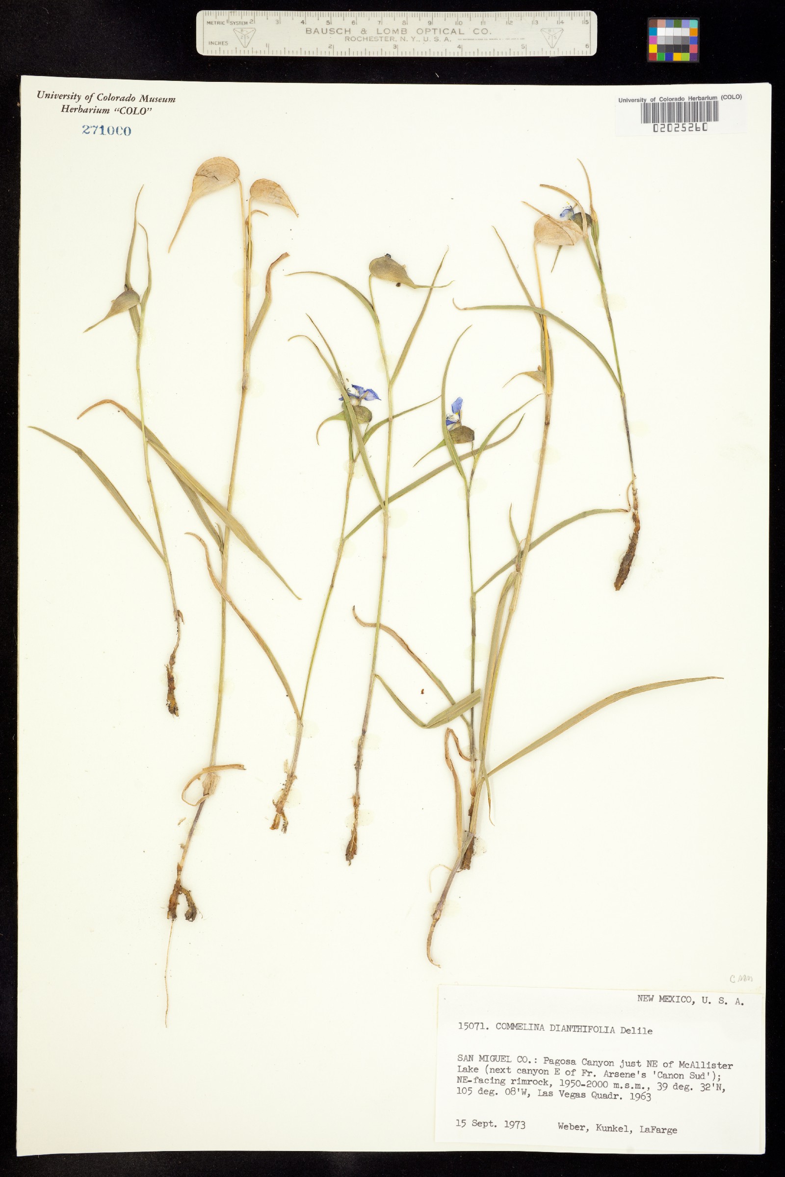 Commelina dianthifolia image