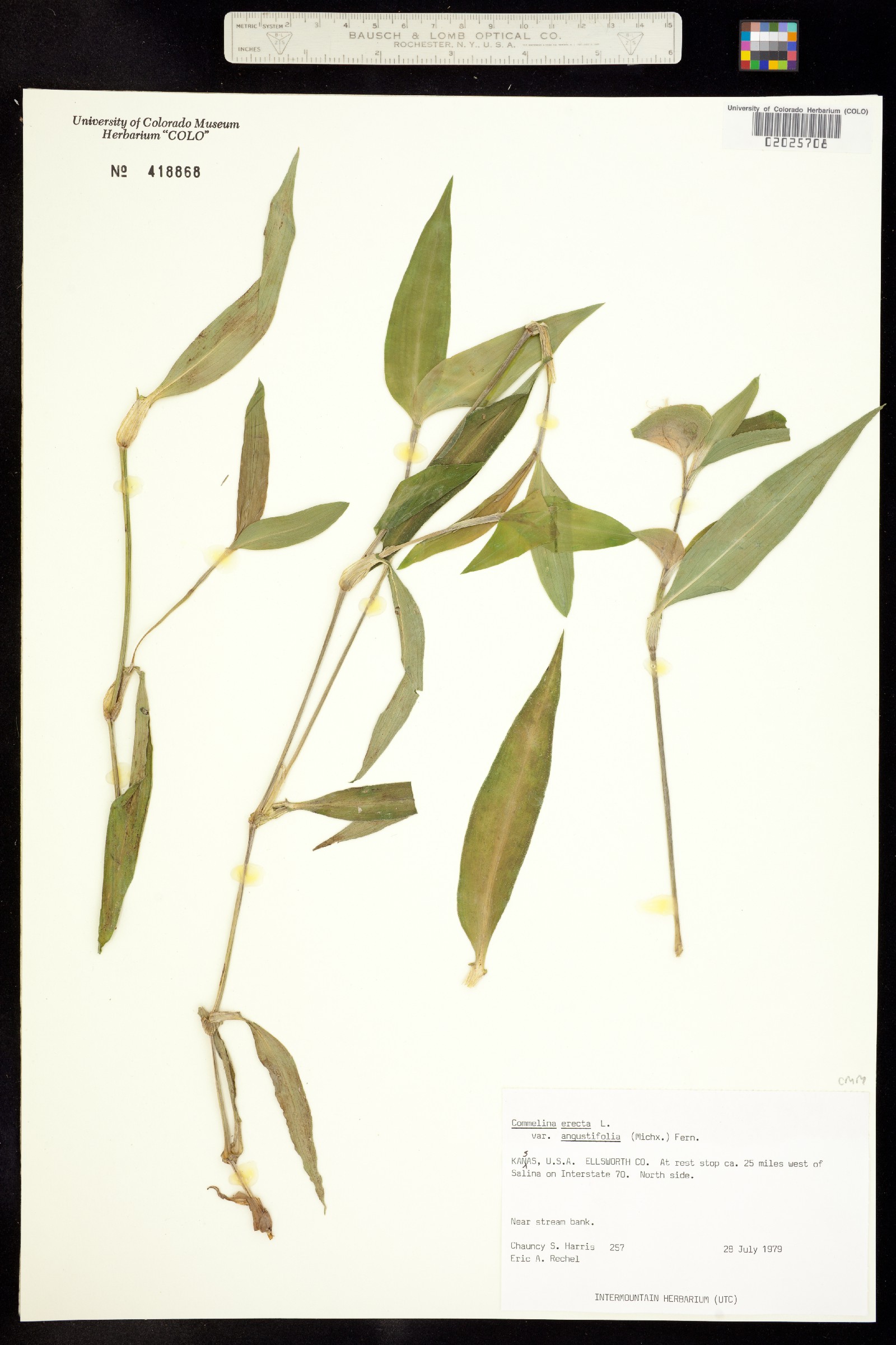 Commelina erecta image