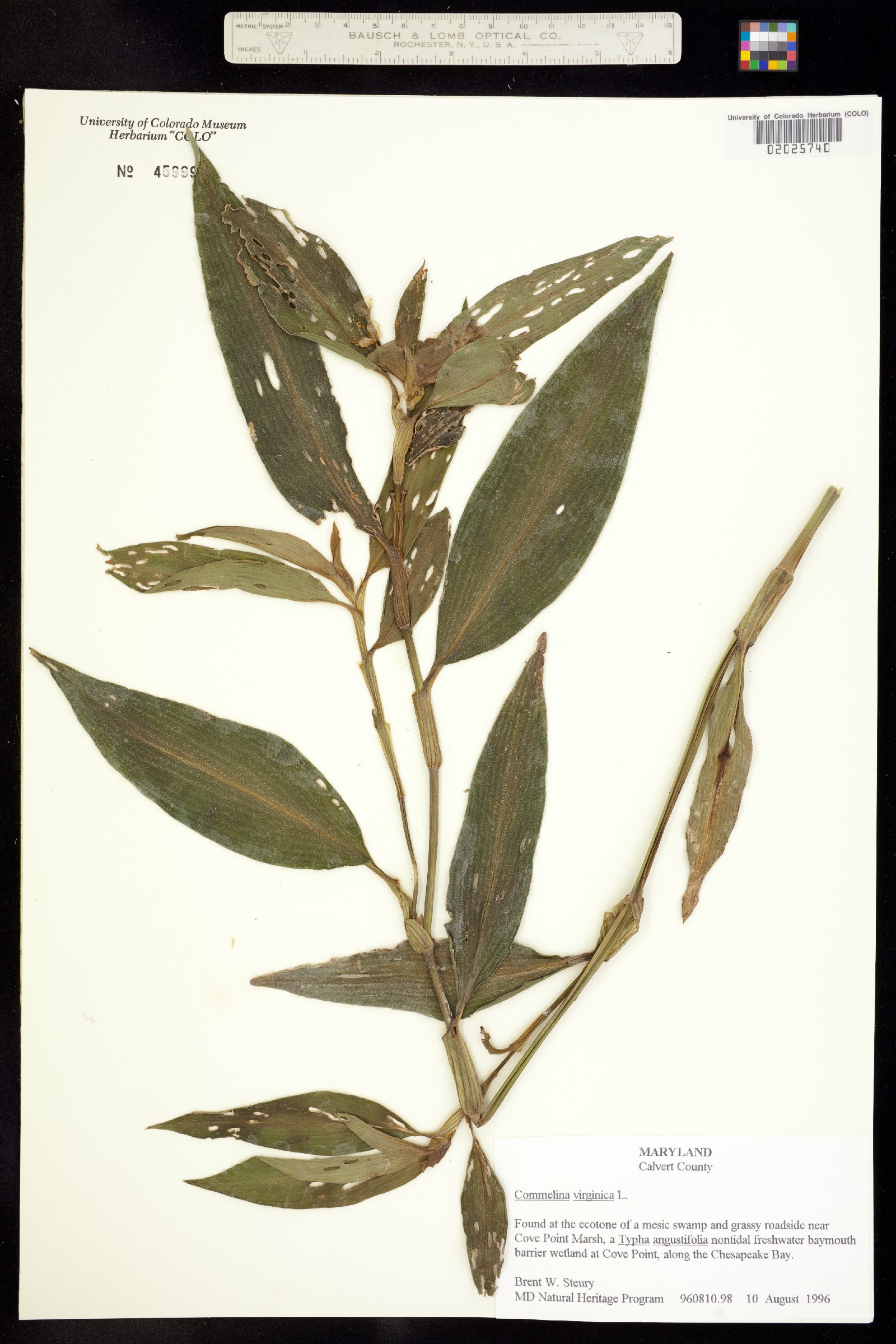 Commelinaceae image