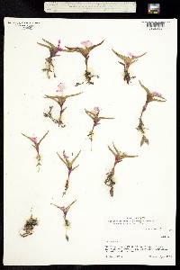 Image of Tradescantia pygmaea