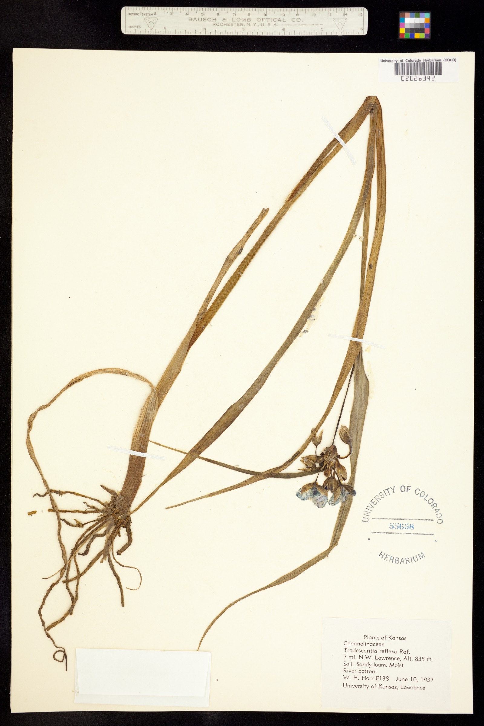 Tradescantia image