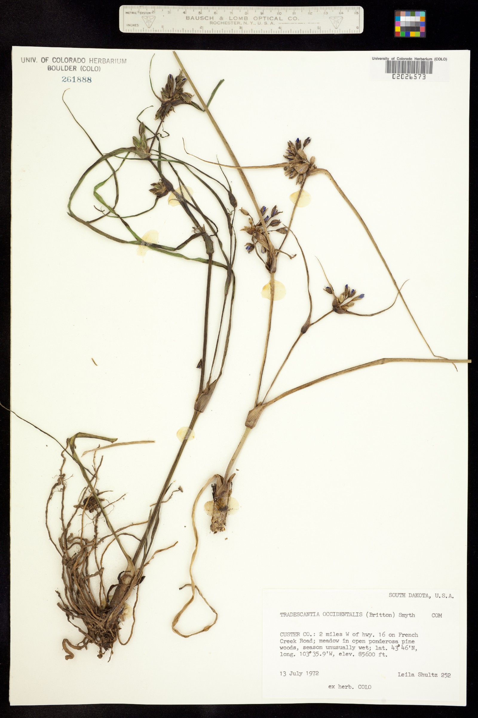 Tradescantia occidentalis image