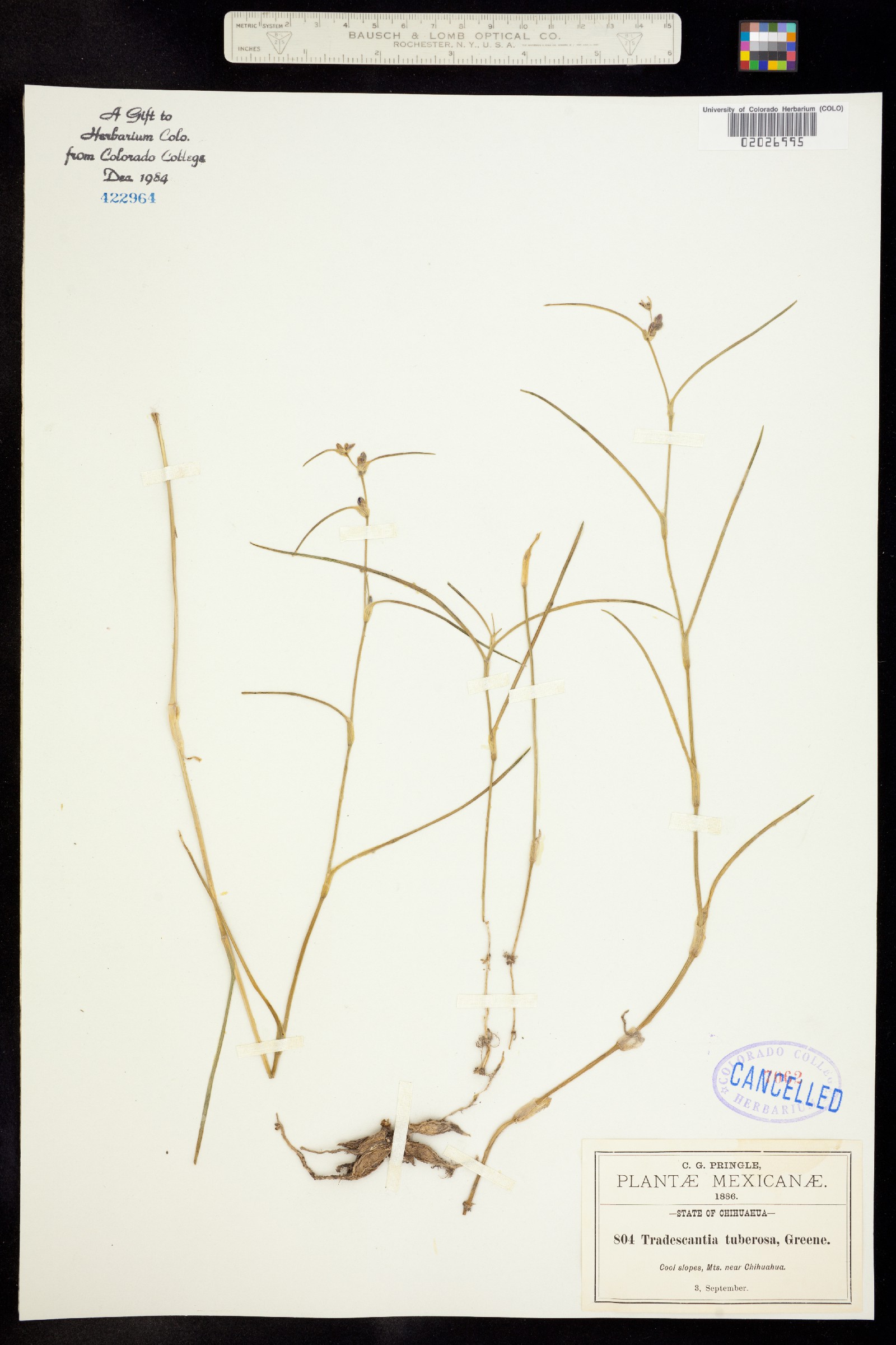 Tradescantia tuberosa image