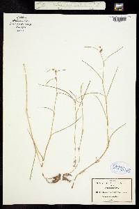 Image of Tradescantia tuberosa