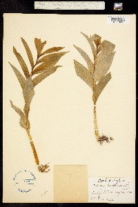 Maianthemum racemosum subsp. amplexicaule image