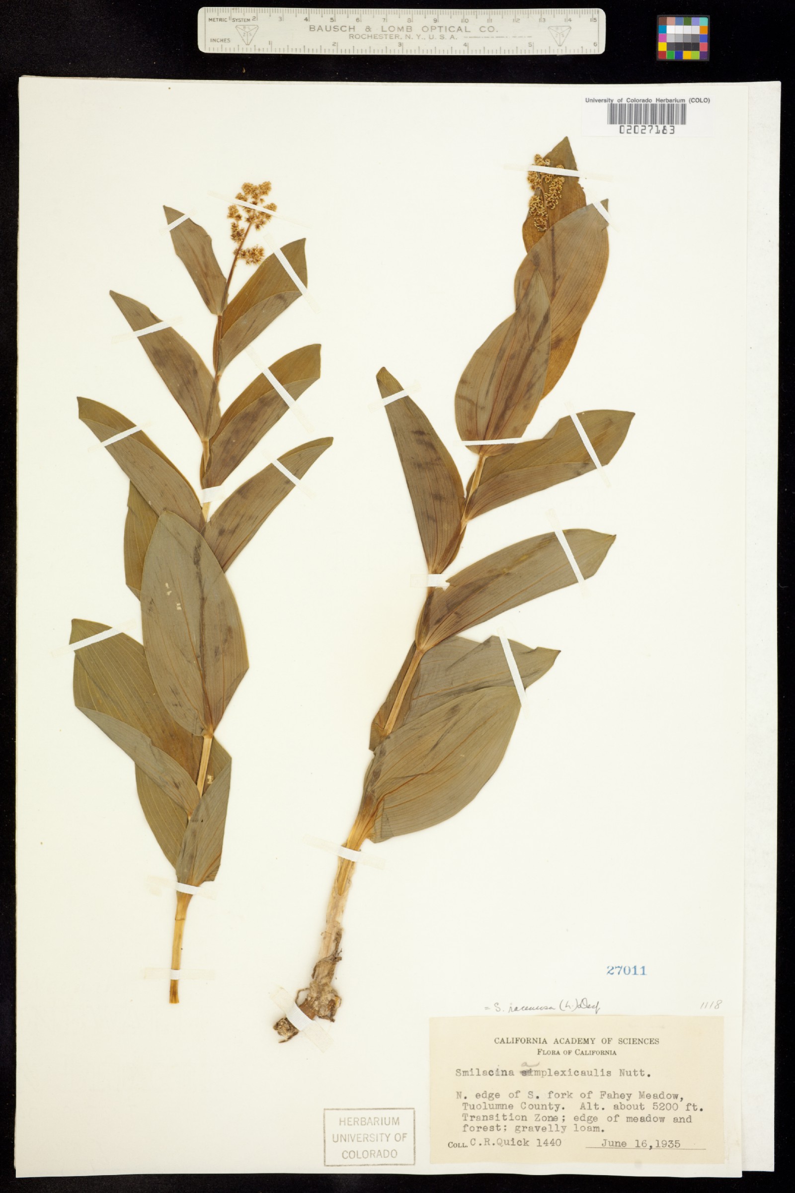 Maianthemum racemosum image