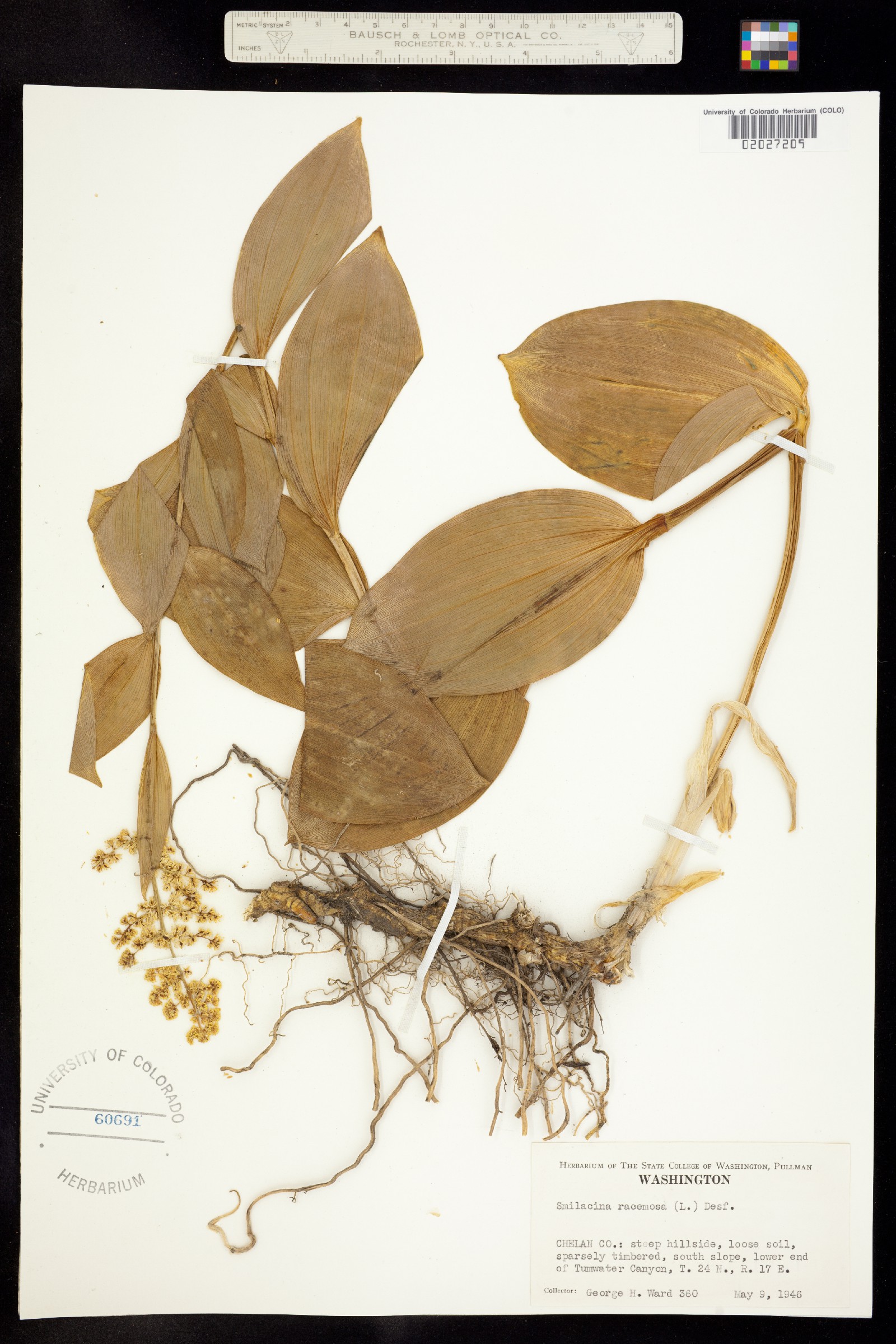 Maianthemum racemosum ssp. amplexicaule image
