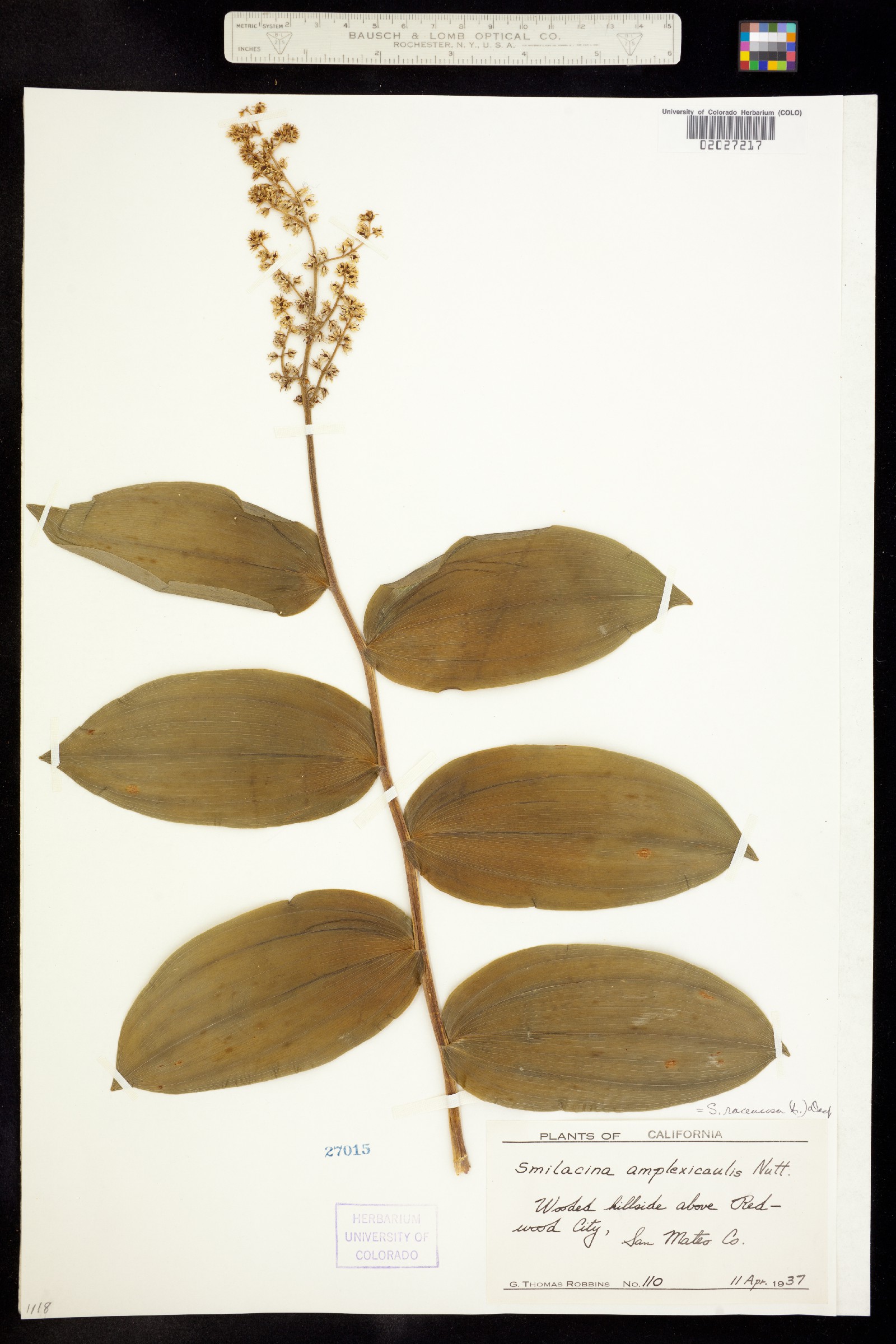 Maianthemum racemosum ssp. amplexicaule image