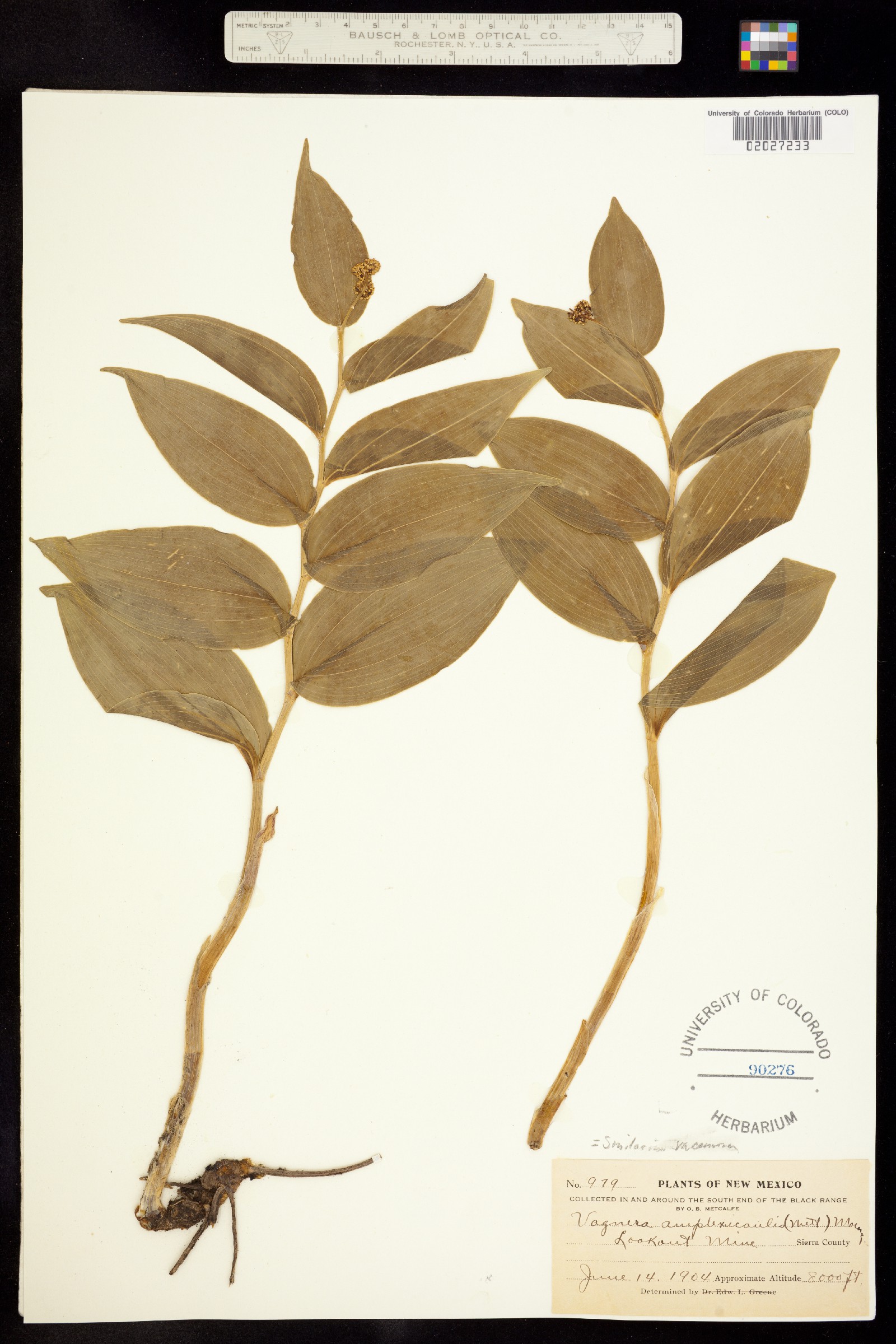 Maianthemum racemosum ssp. amplexicaule image