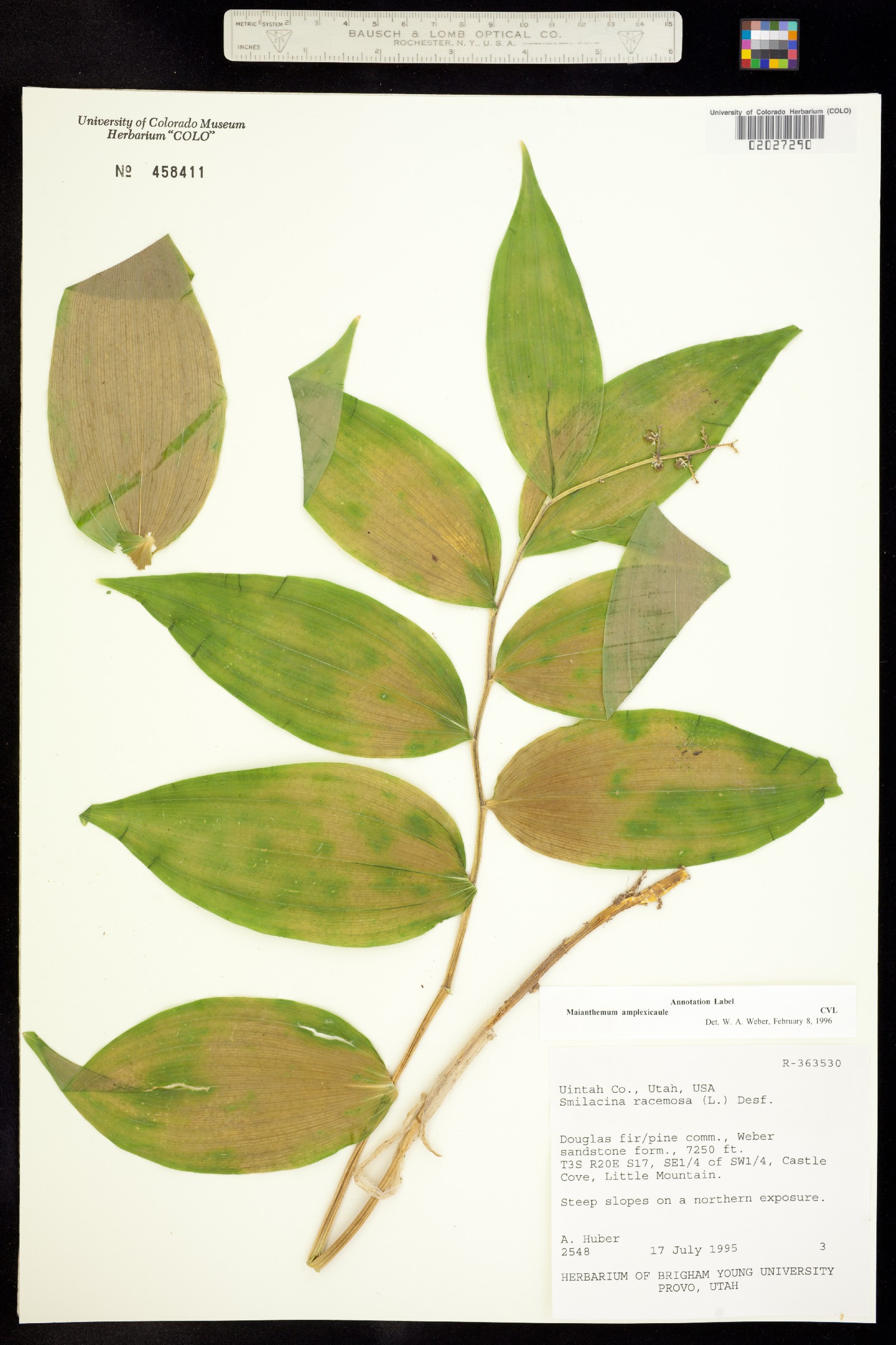 Maianthemum image
