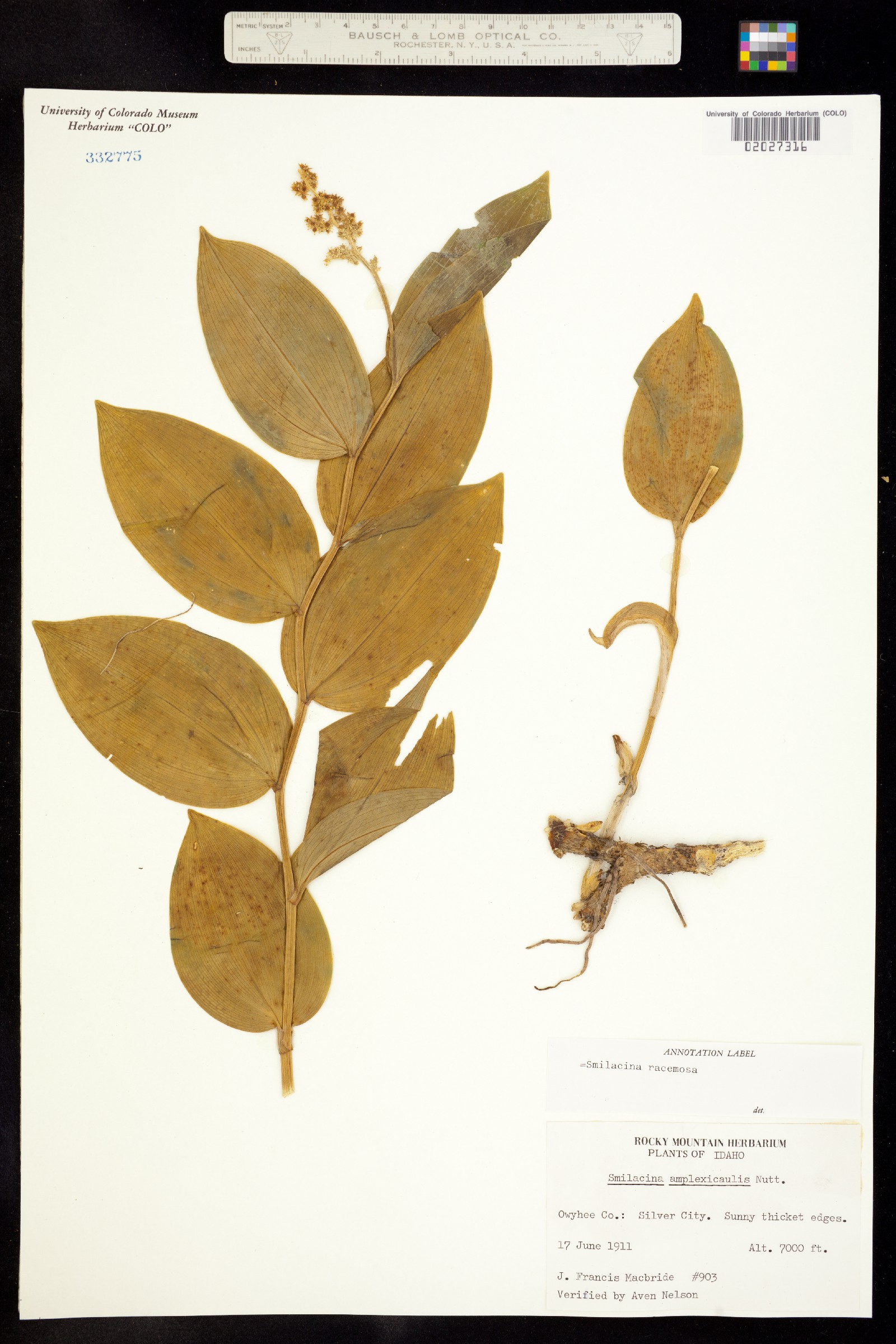 Maianthemum racemosum ssp. amplexicaule image