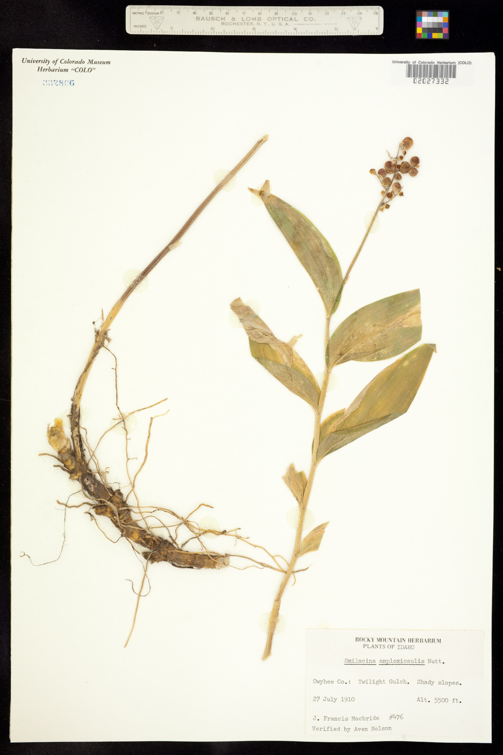 Maianthemum racemosum image