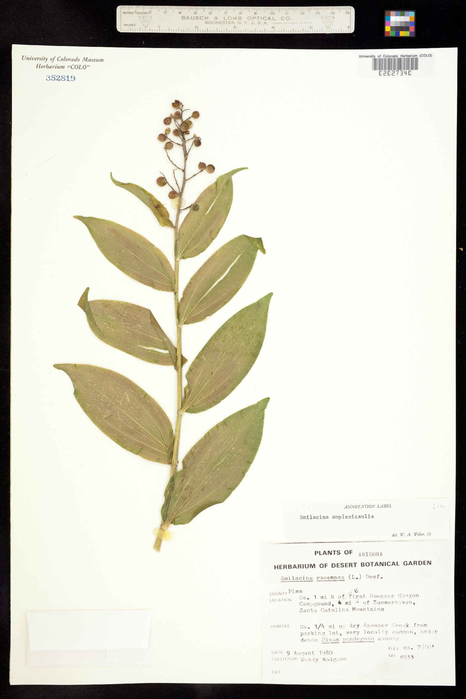 Maianthemum racemosum ssp. amplexicaule image