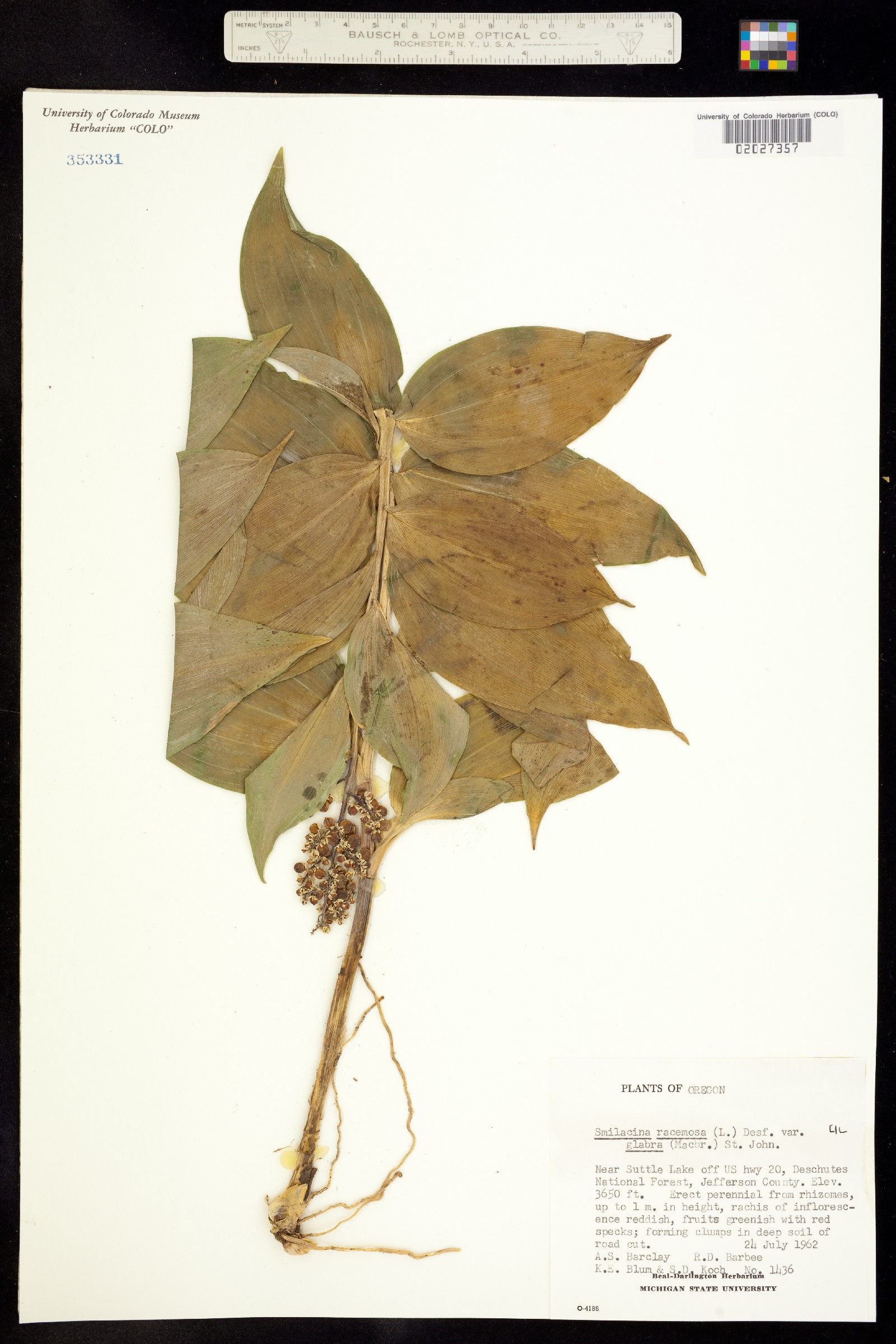 Maianthemum image