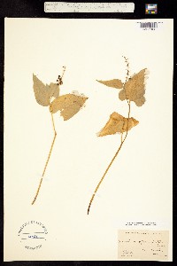 Image of Maianthemum bifolium