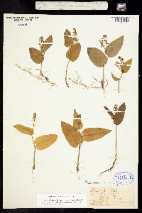 Image of Maianthemum canadense