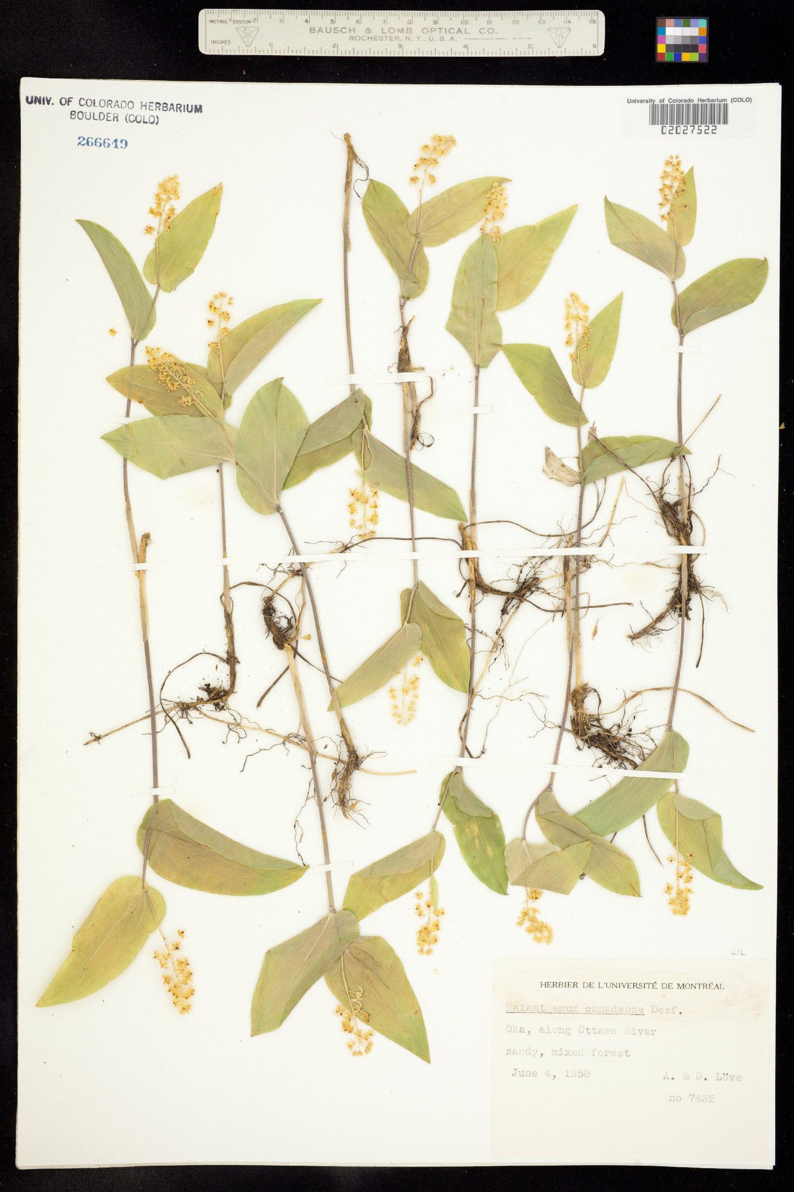 Maianthemum canadense image