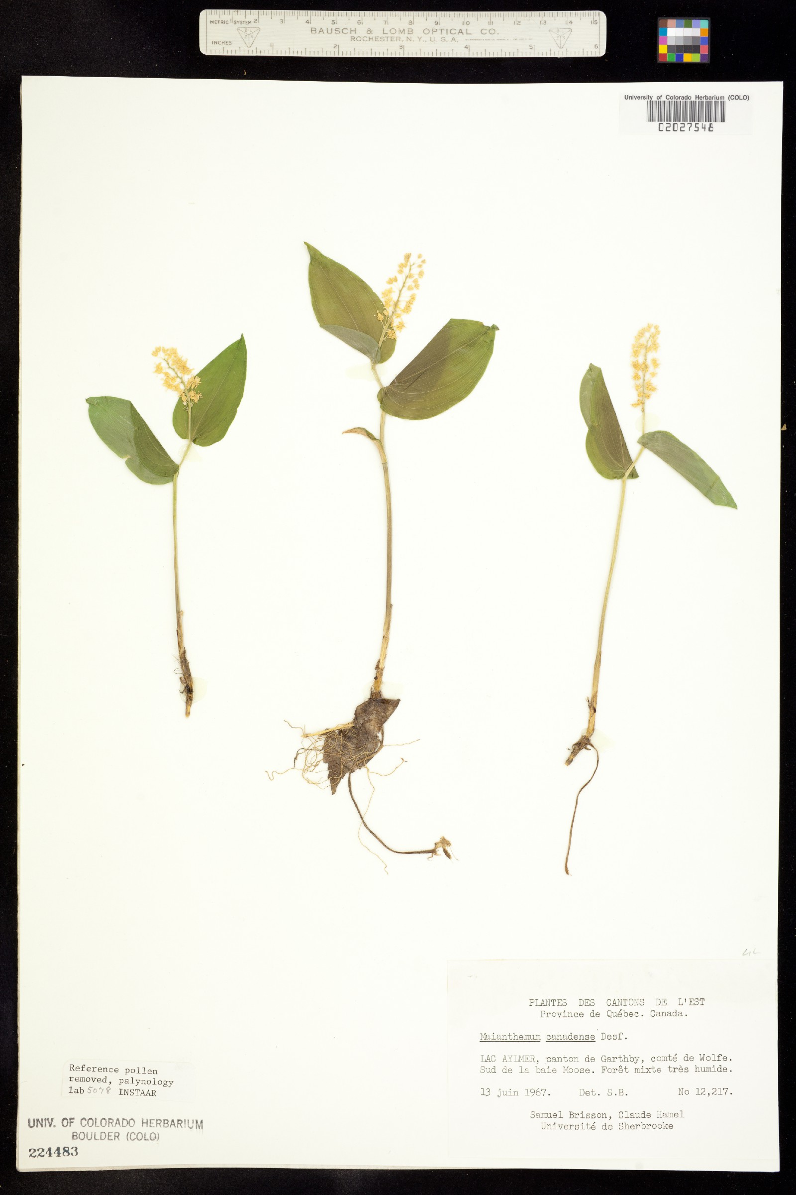 Maianthemum canadense image