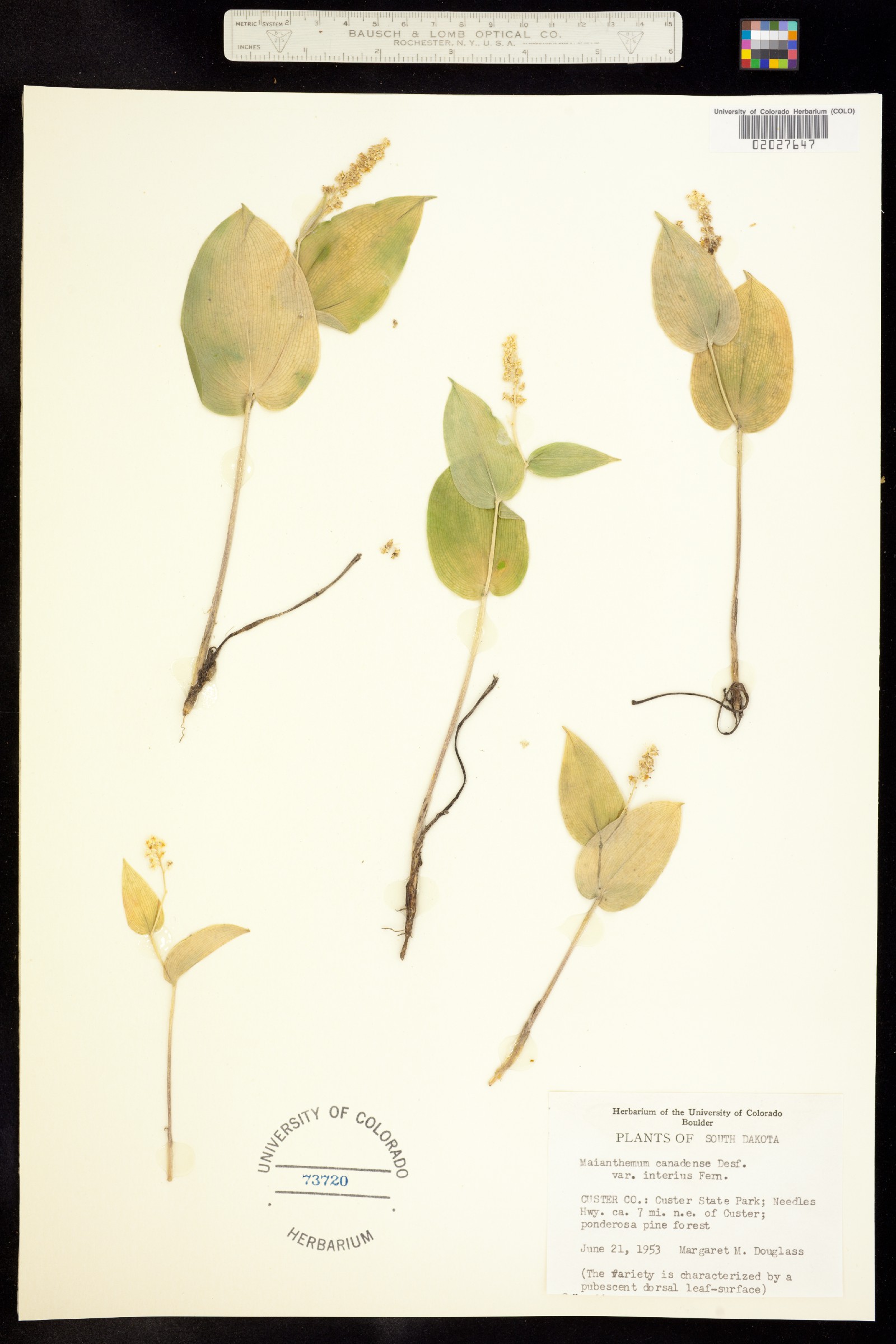 Maianthemum canadense image