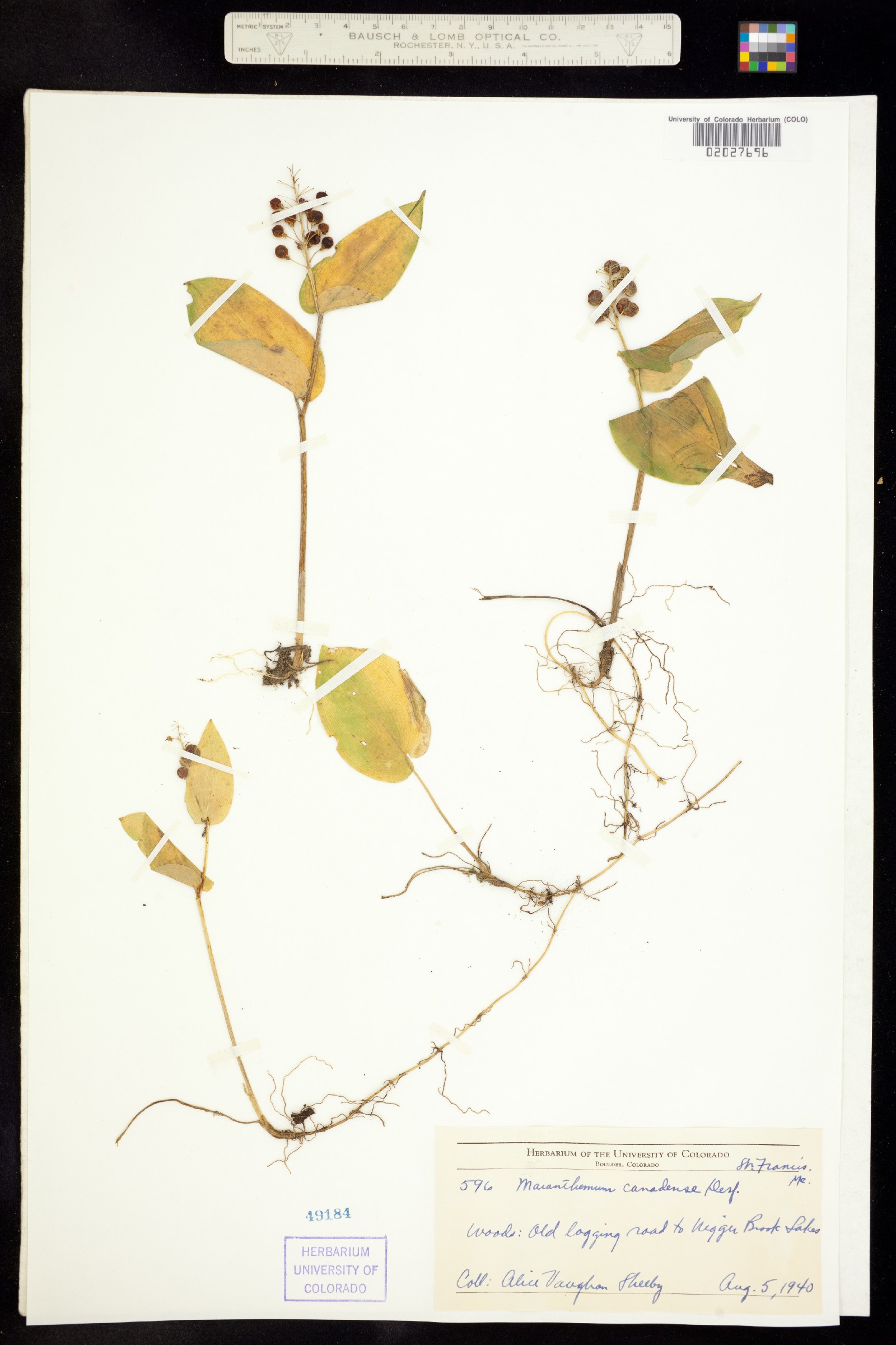 Maianthemum canadense image