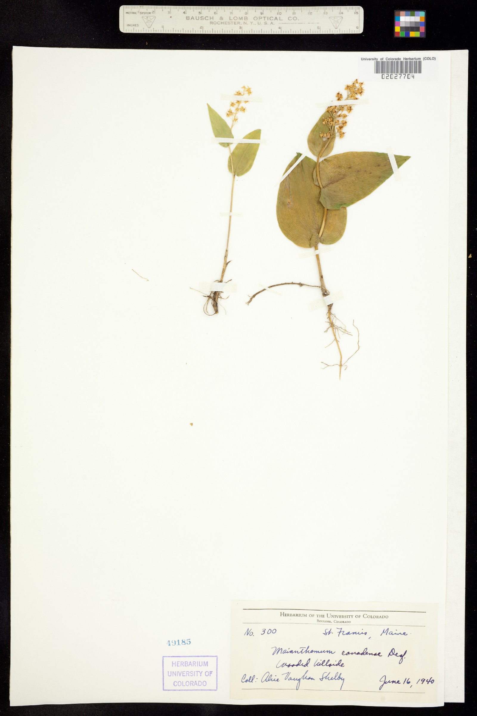 Maianthemum canadense image