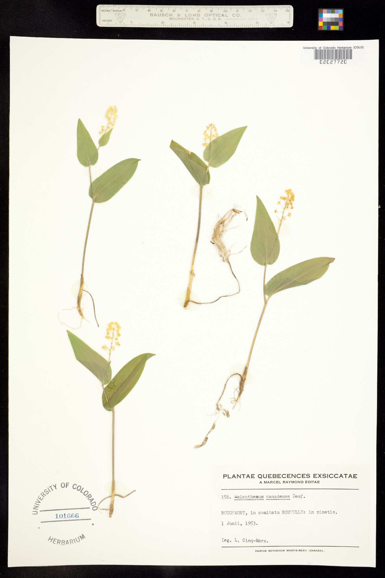 Maianthemum canadense image