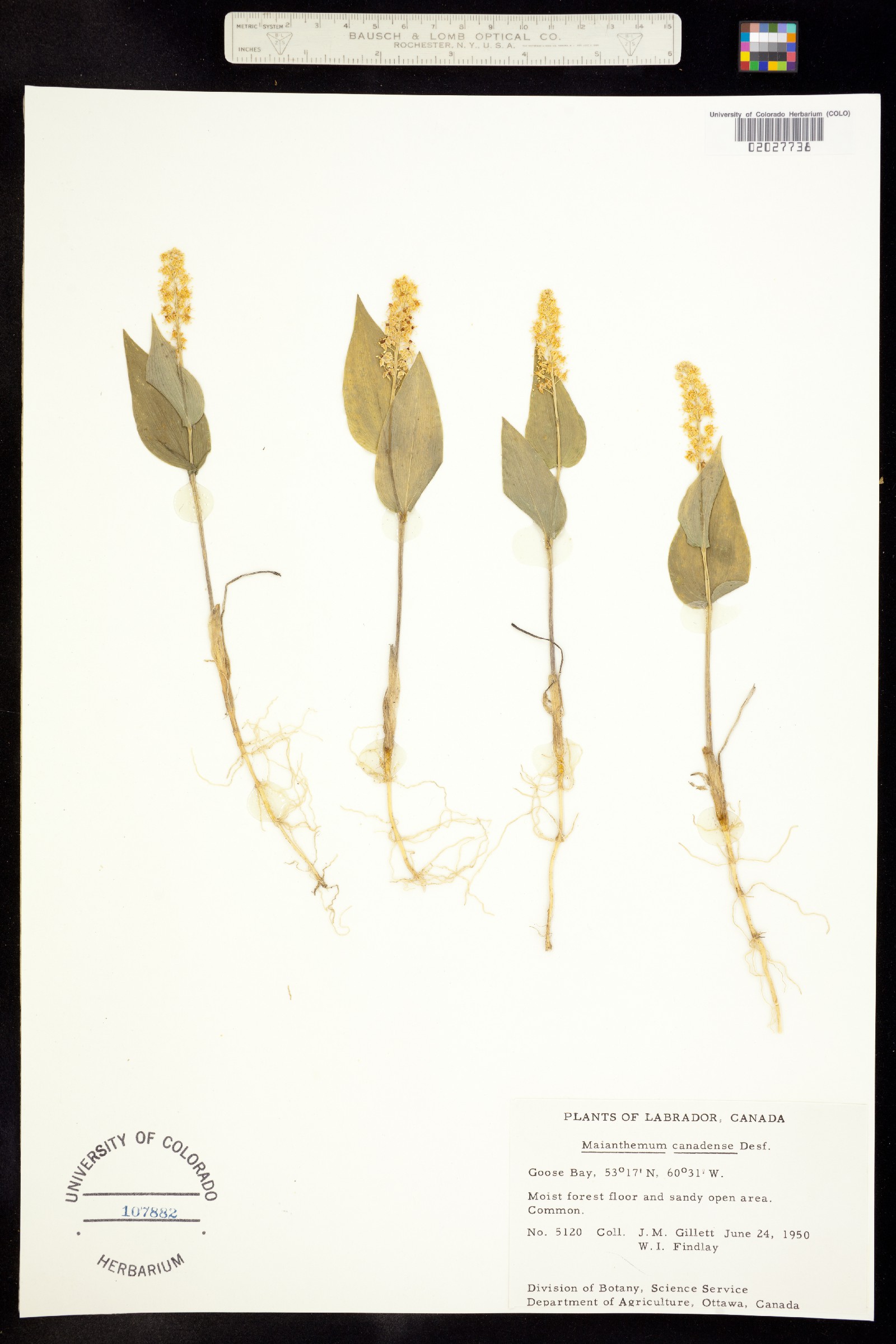 Maianthemum canadense image