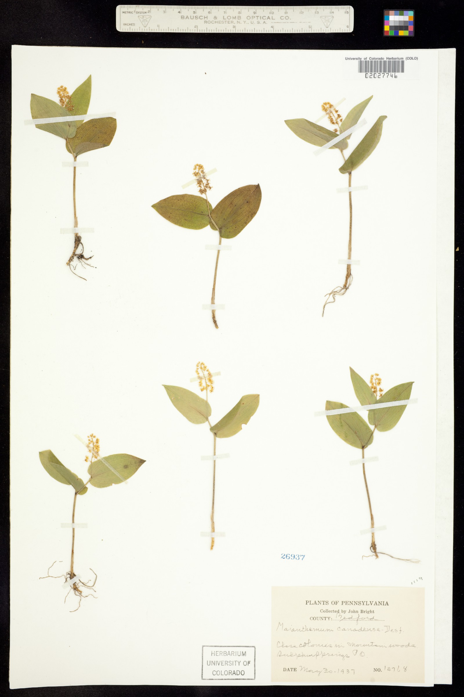 Maianthemum image