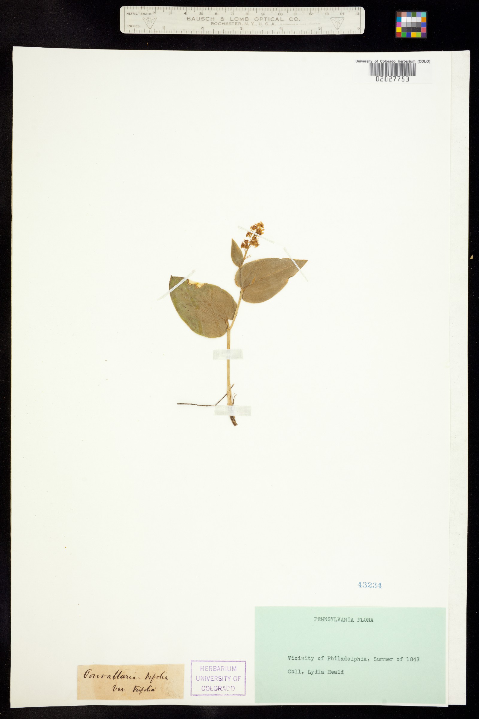 Maianthemum canadense image