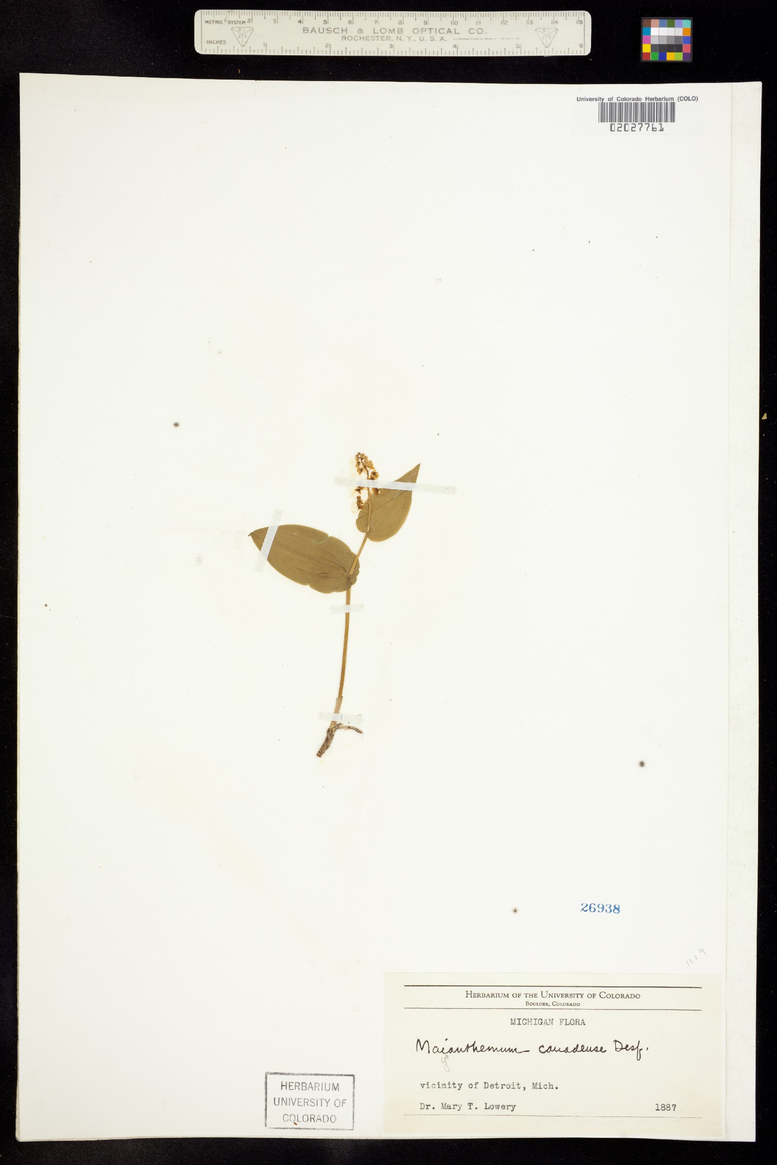Maianthemum canadense image