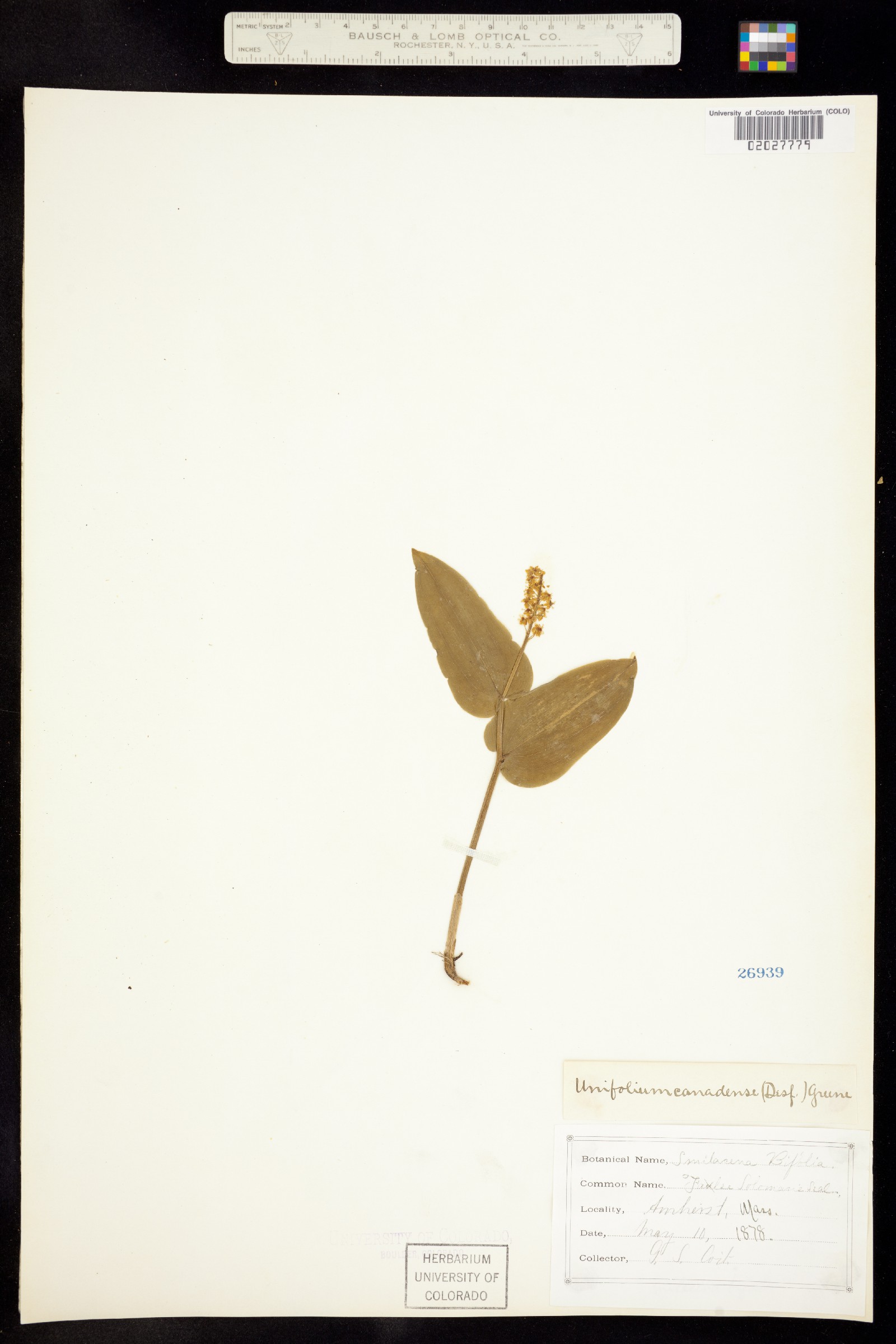 Maianthemum canadense image