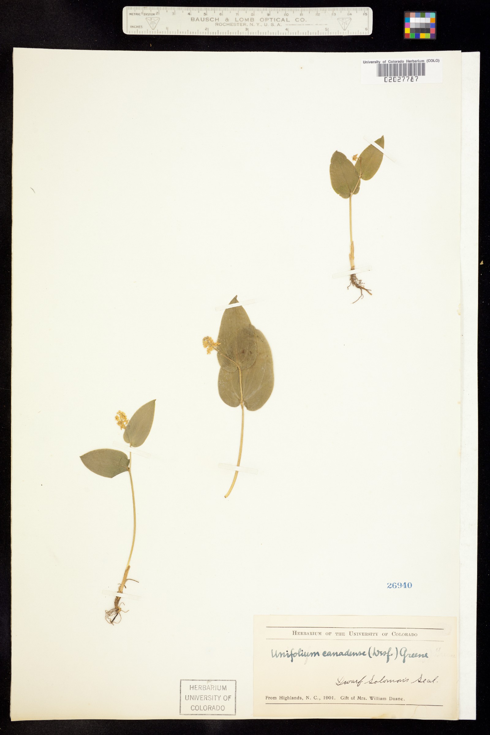 Maianthemum canadense image