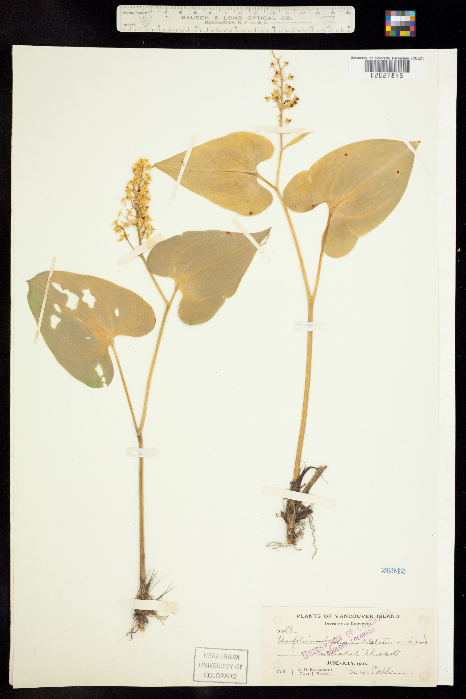 Maianthemum dilatatum image