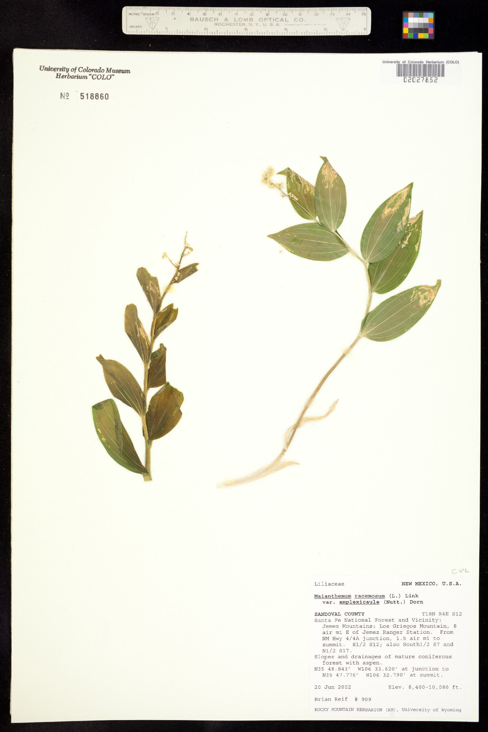 Maianthemum racemosum image