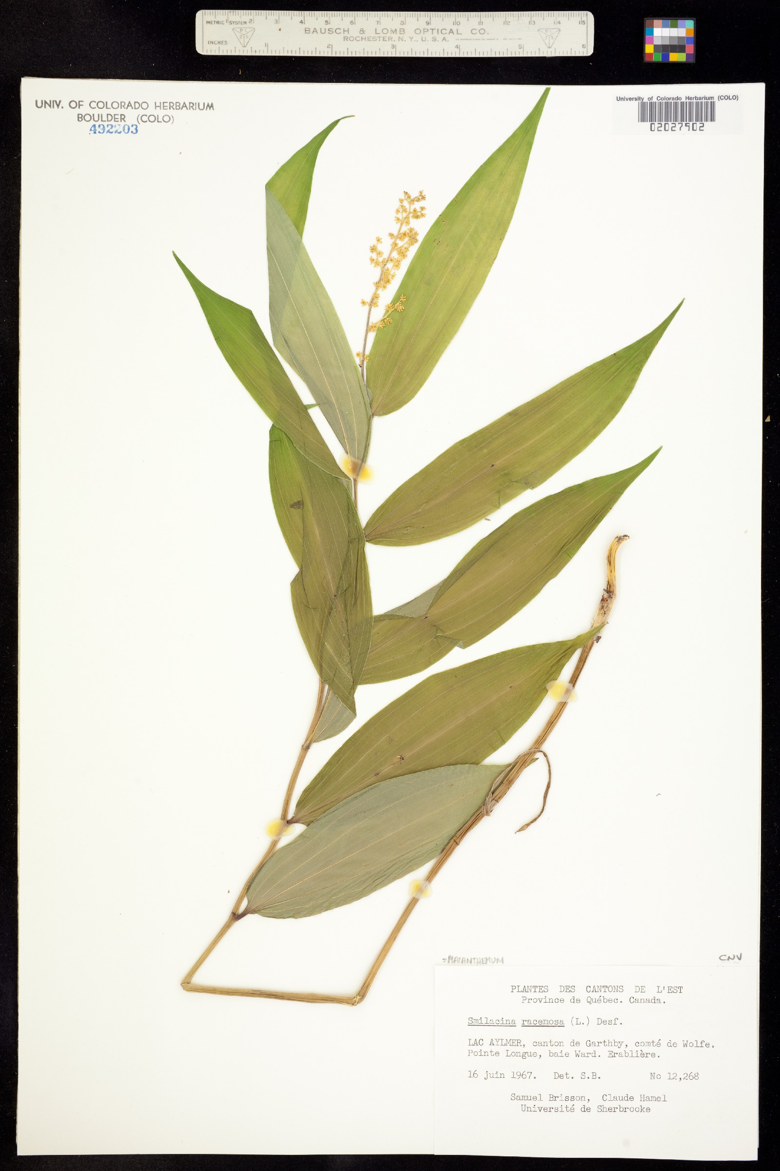 Maianthemum image