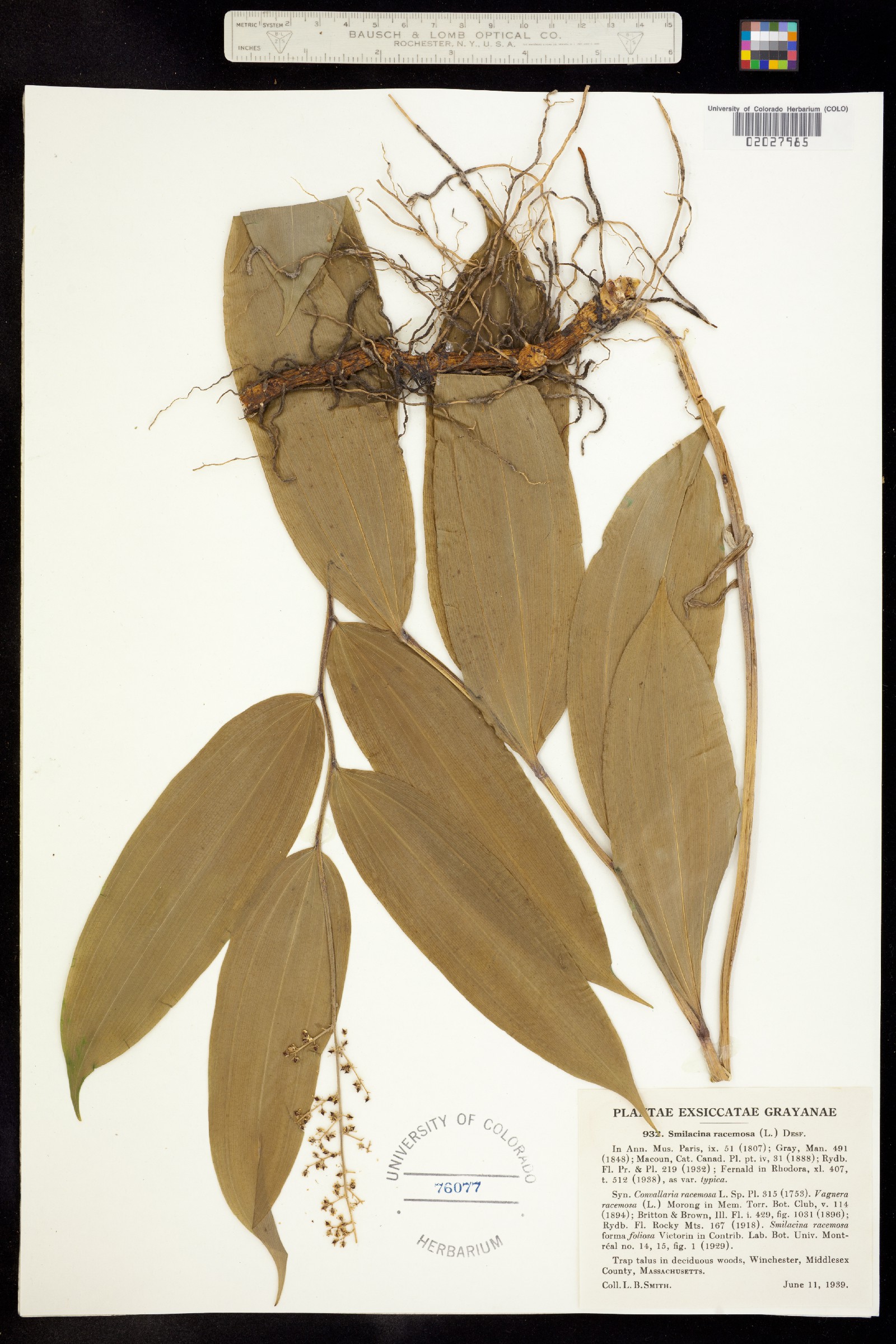 Maianthemum image