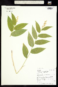 Image of Maianthemum racemosum