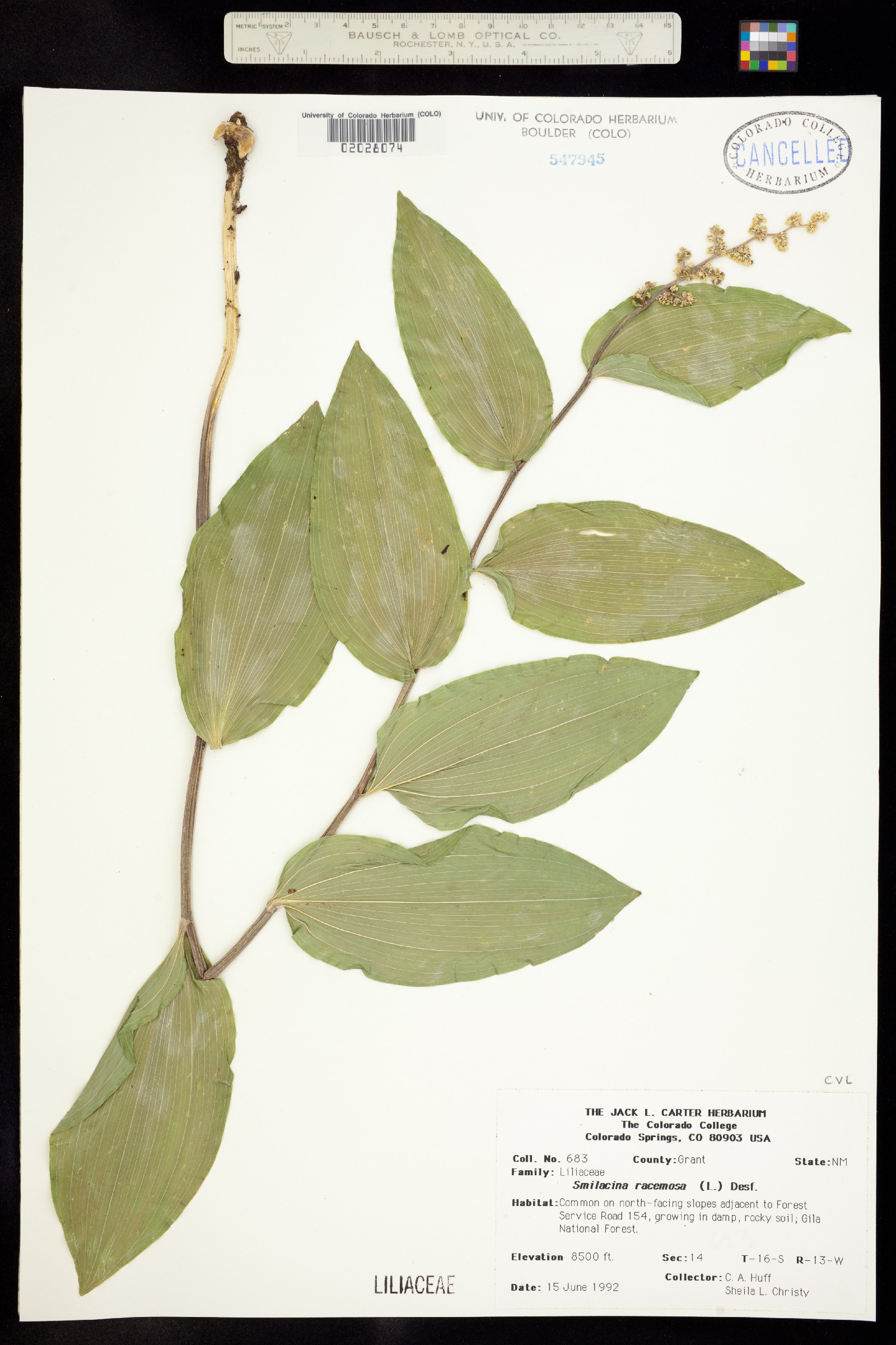 Maianthemum racemosum image