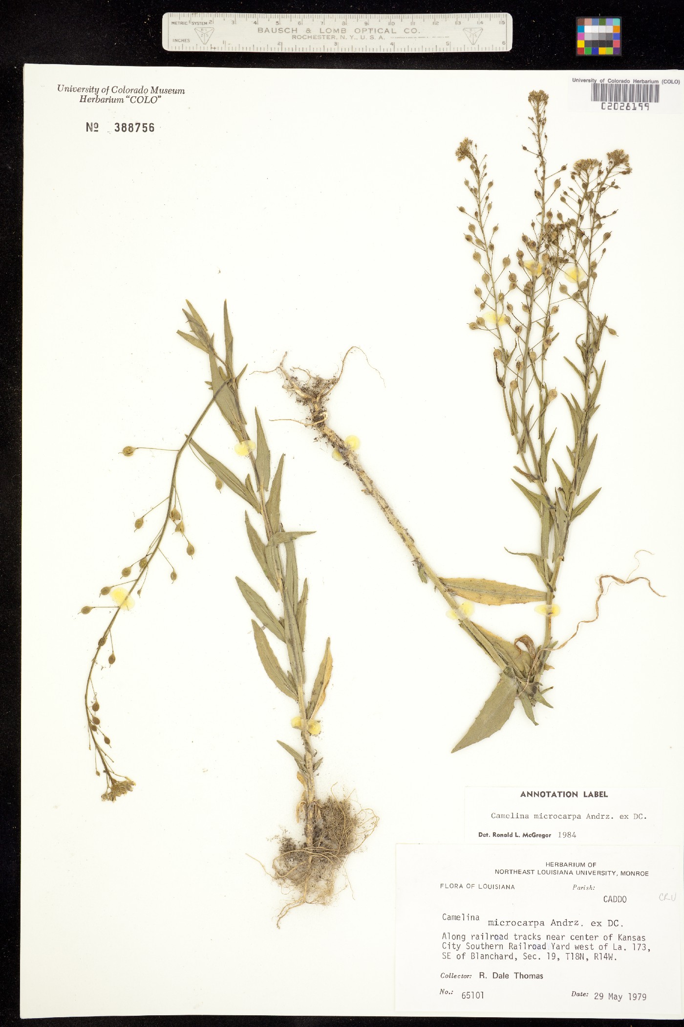 Camelina microcarpa image