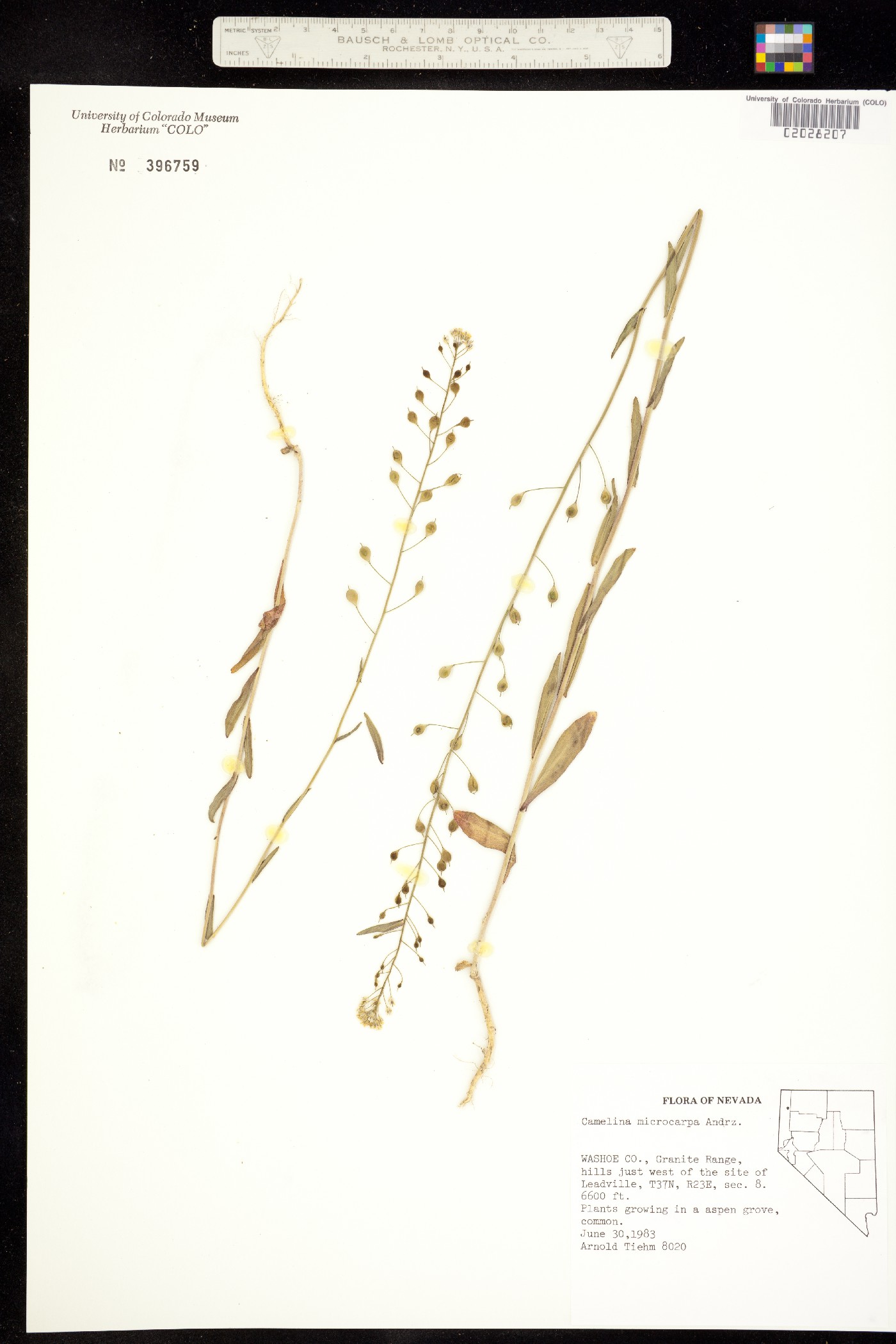 Camelina microcarpa image