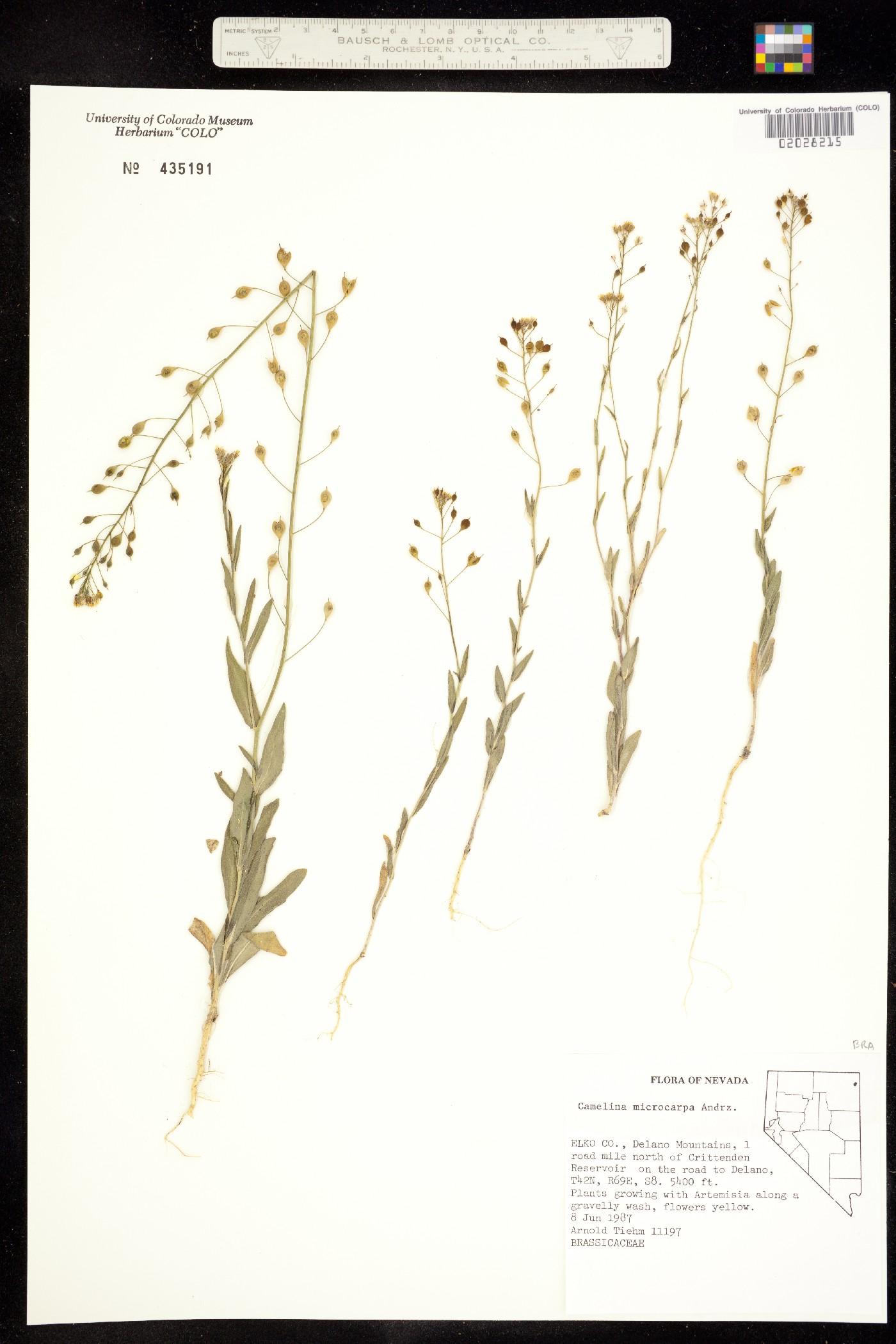 Camelina microcarpa image