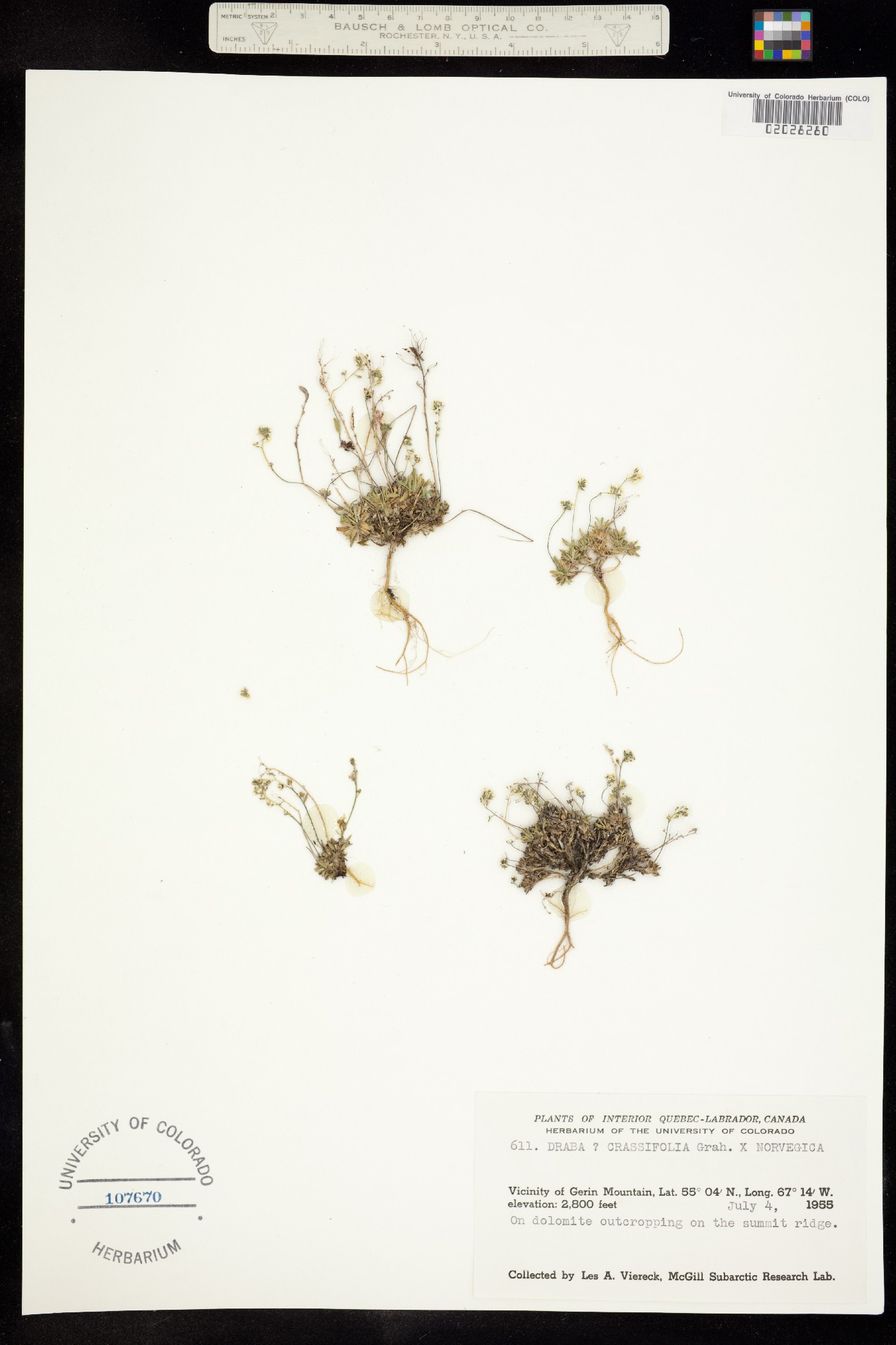 Draba crassifolia image