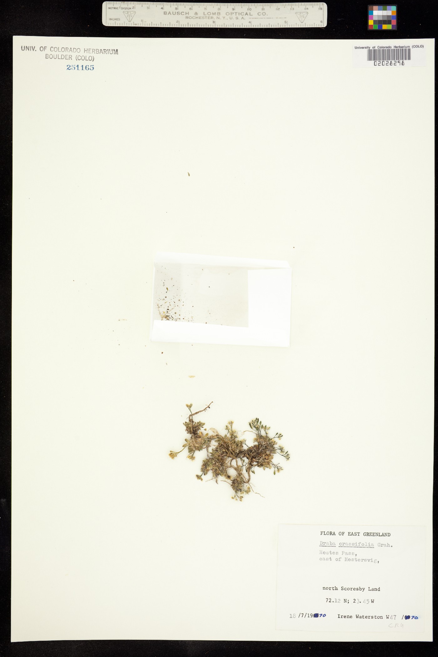 Draba crassifolia image