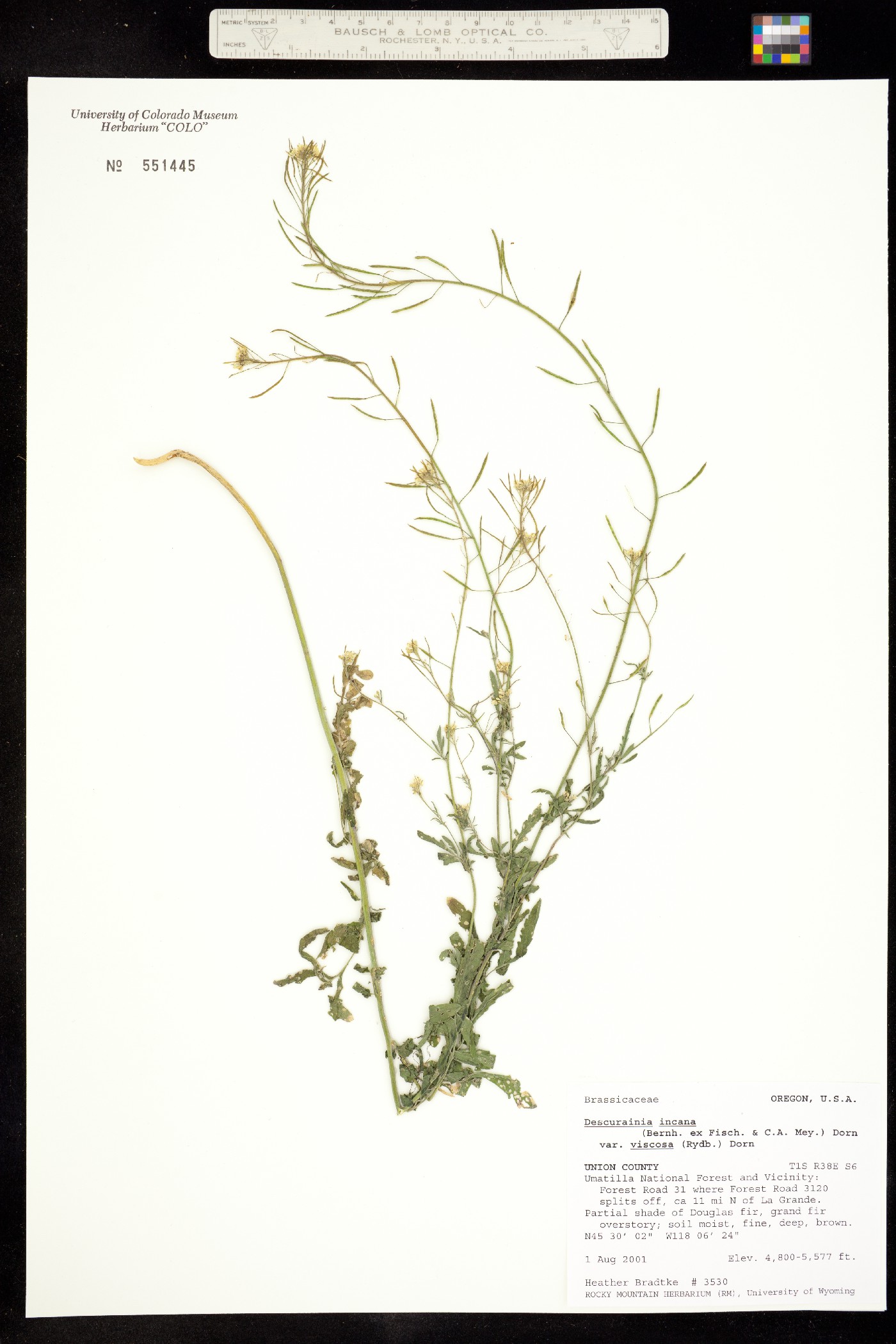 Descurainia incana image