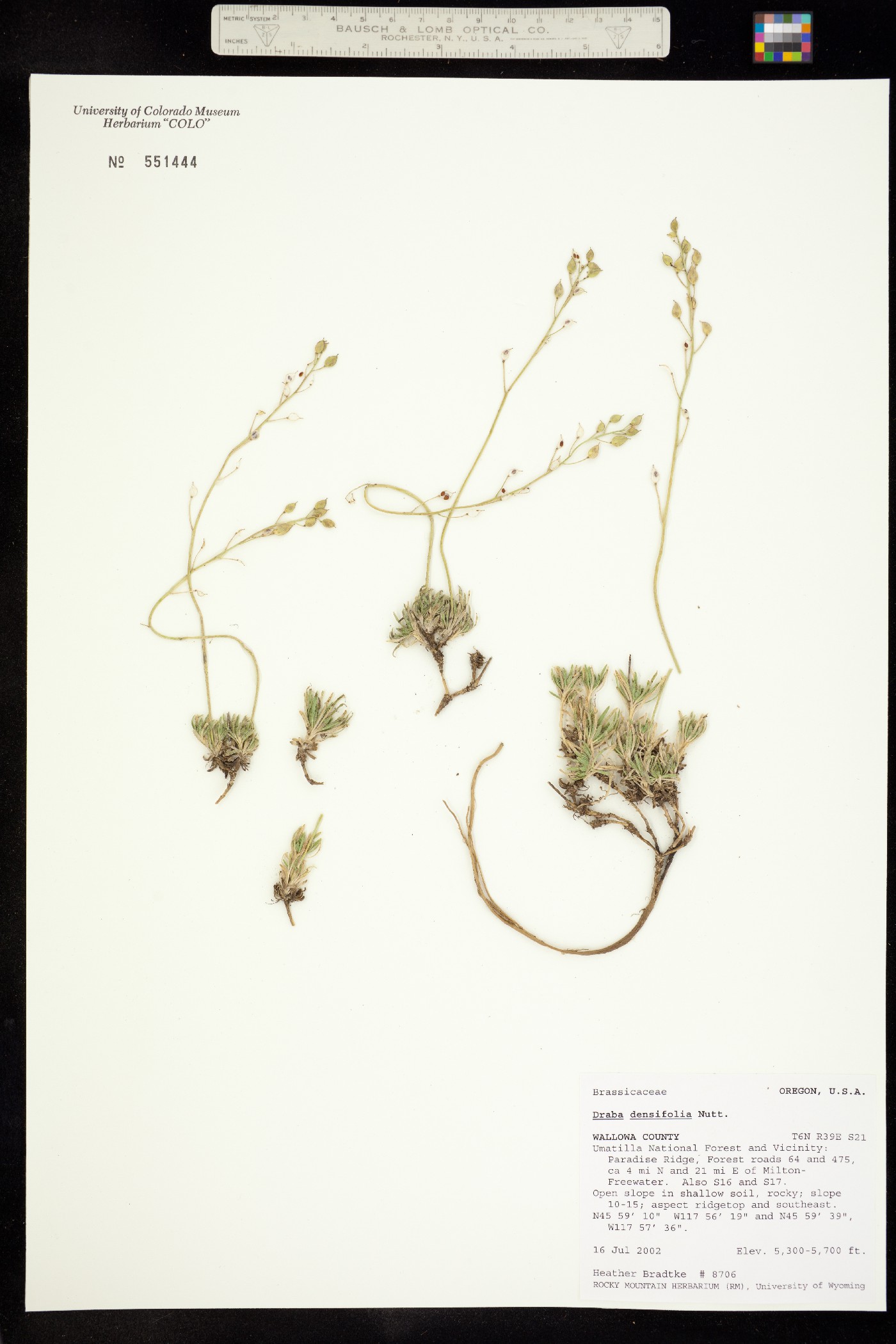 Draba densifolia image