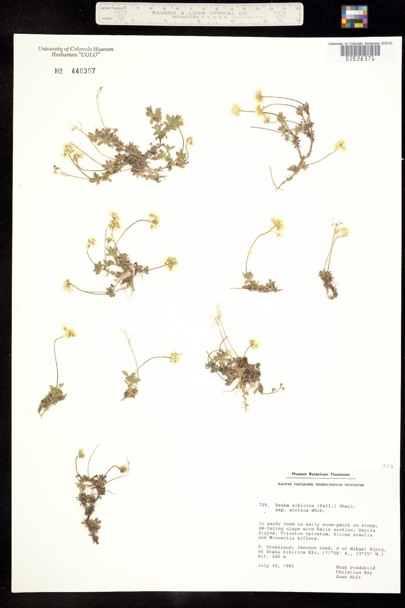 Draba sibirica image