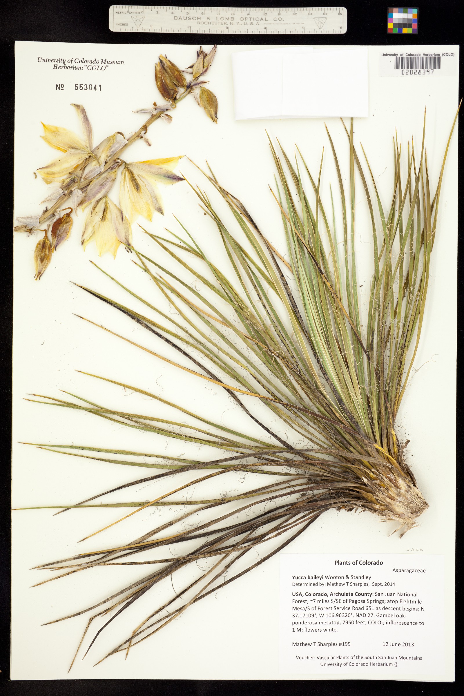 Yucca glauca image