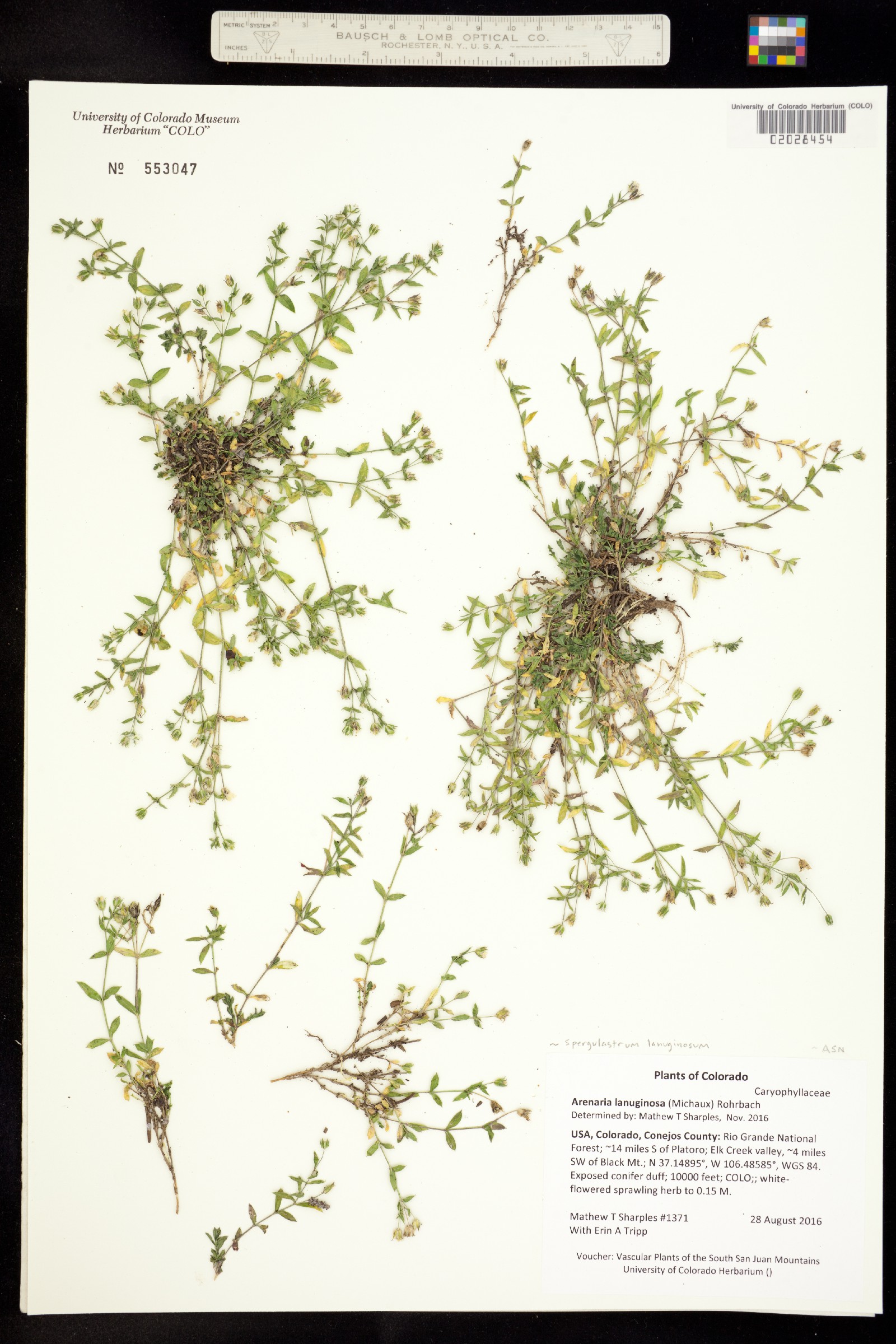 Arenaria lanuginosa var. lanuginosa image
