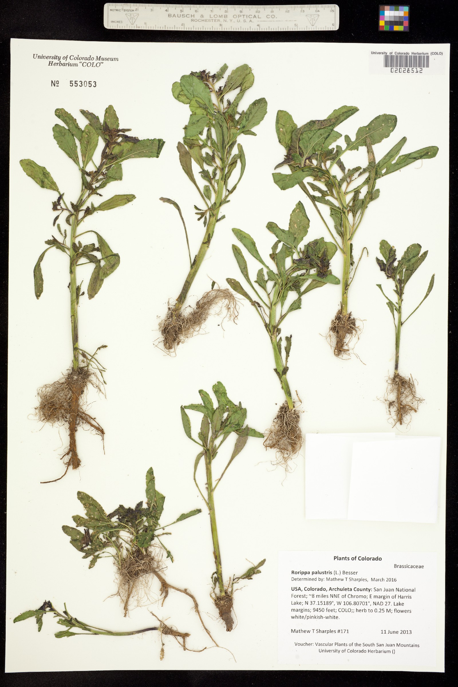 Rorippa palustris image