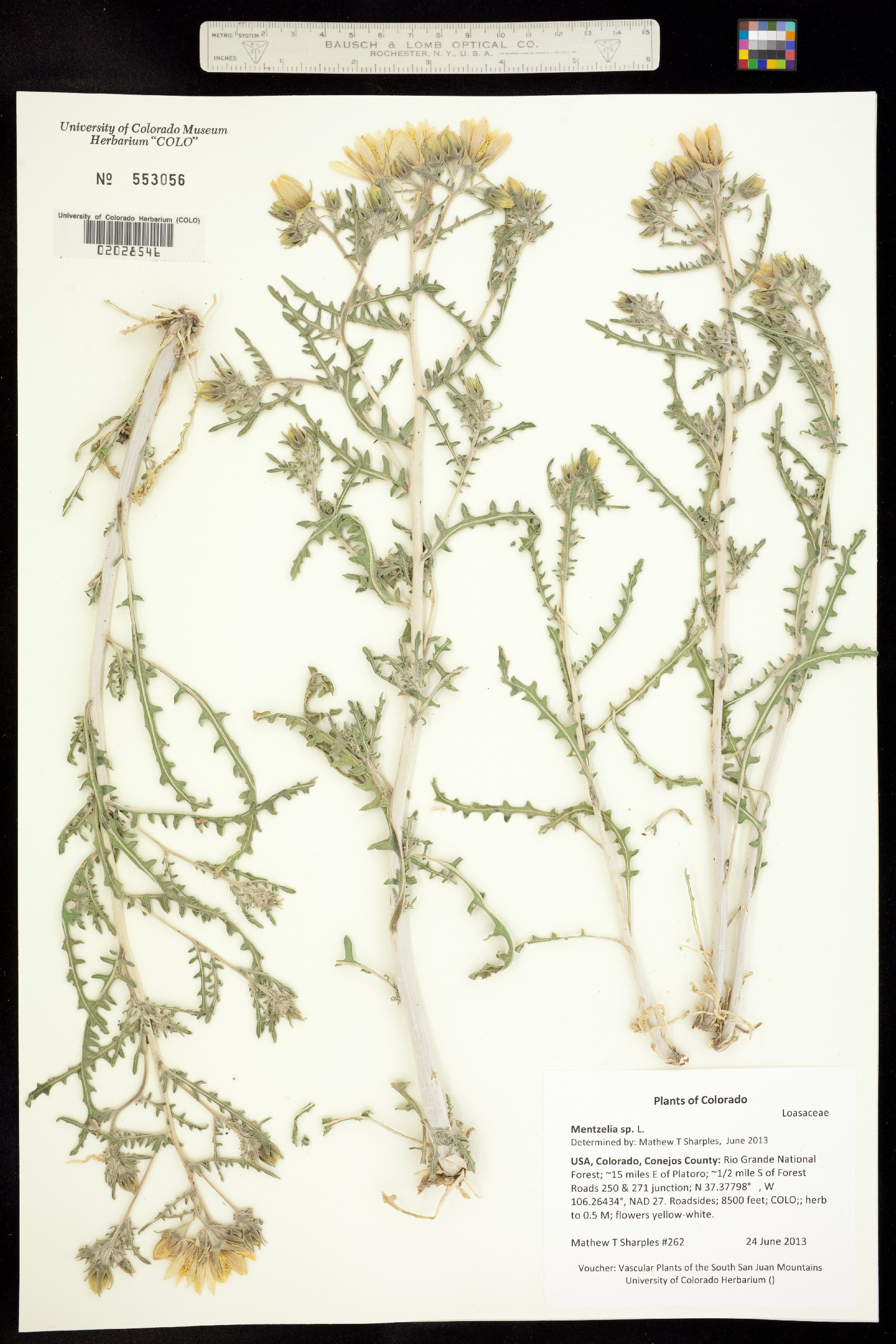 Mentzelia rusbyi image